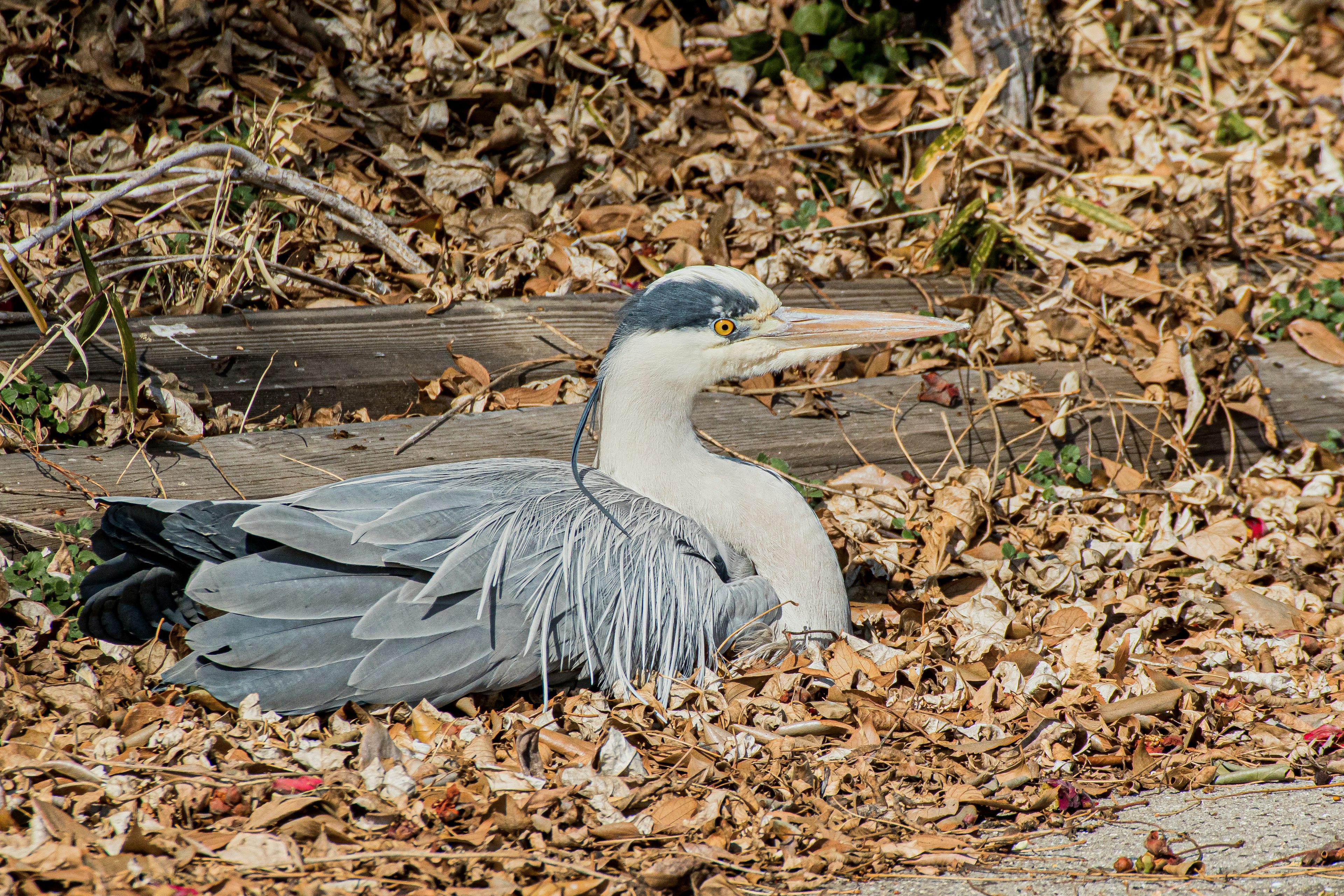 Pájaro gris descansando sobre hojas caídas