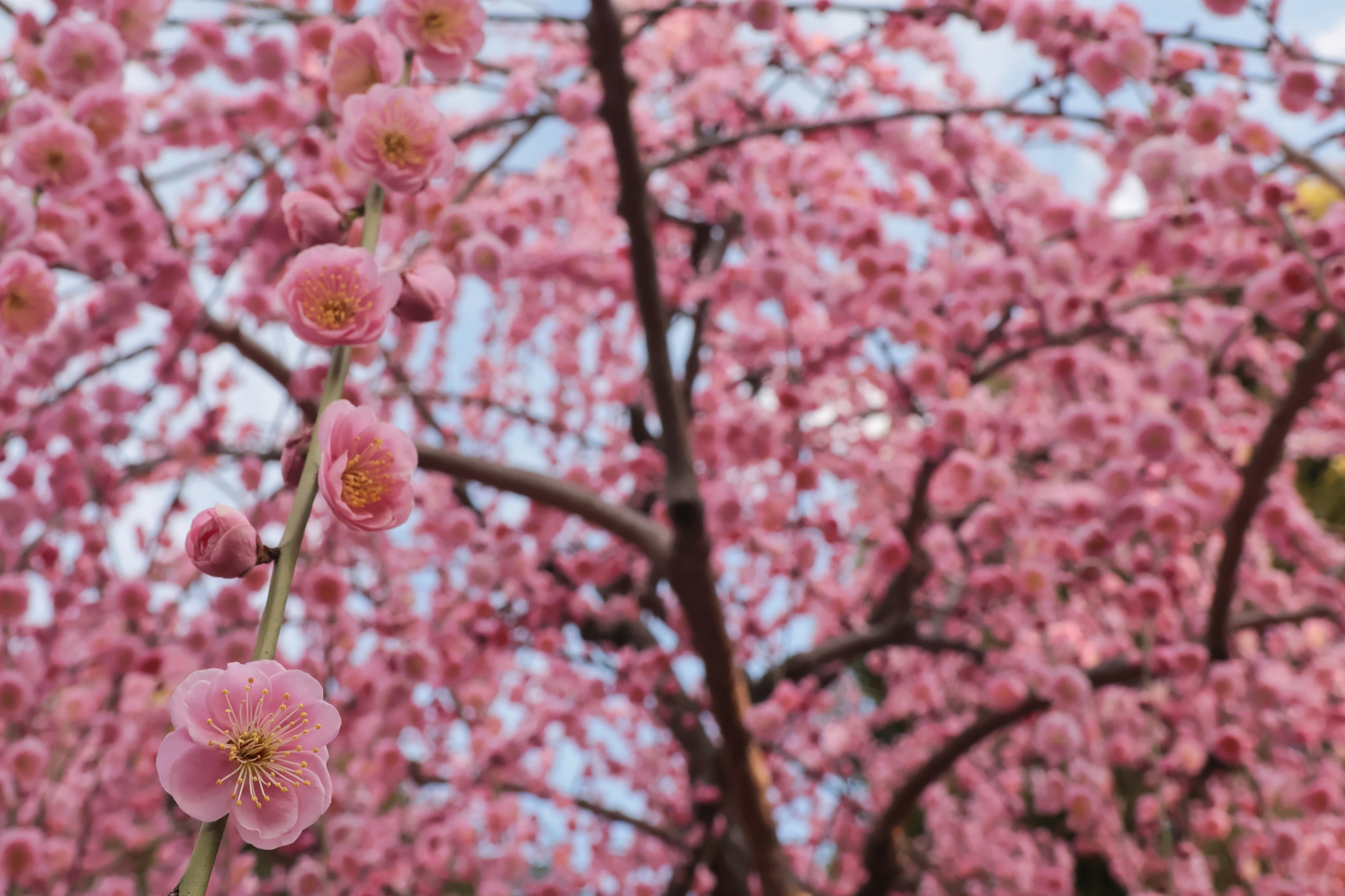 Kedekatan pohon sakura yang mekar dengan bunga merah muda