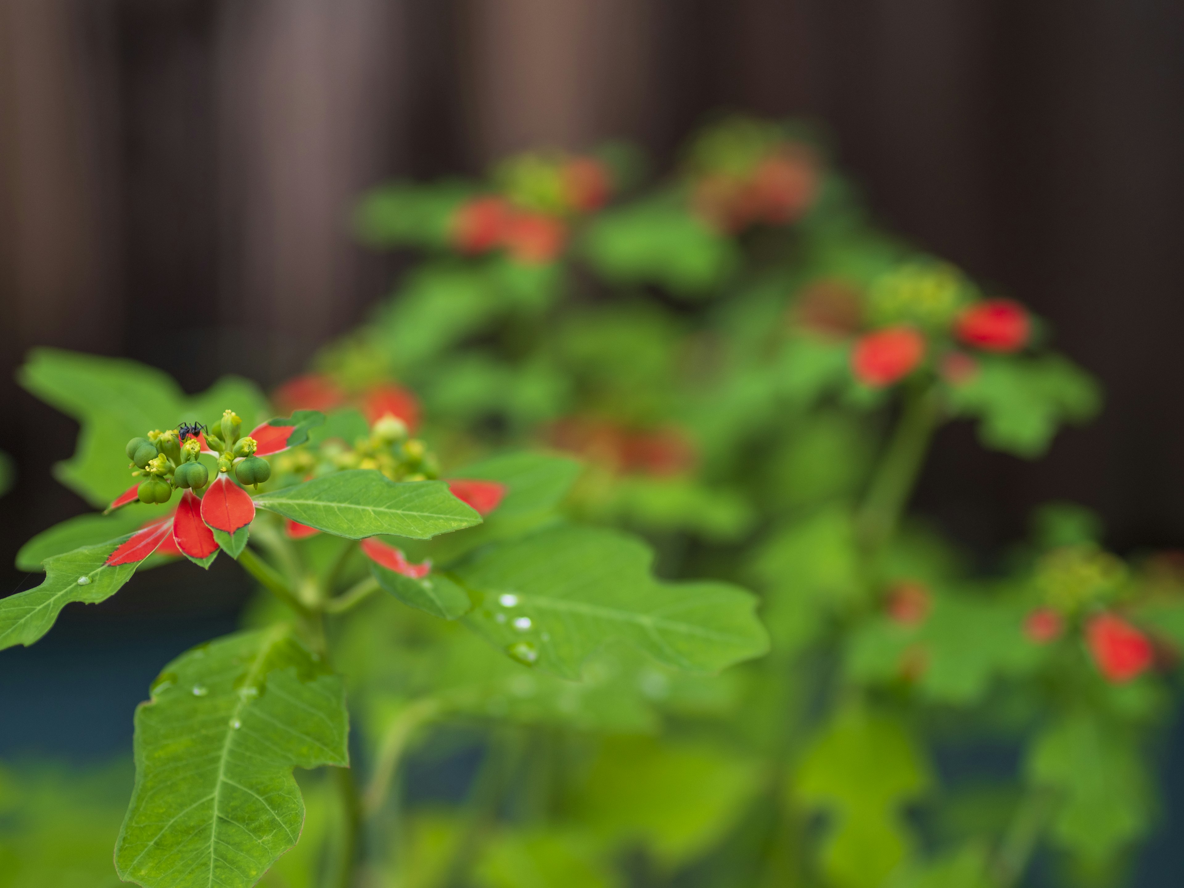 Close-up of a plant with green leaves and red flowers