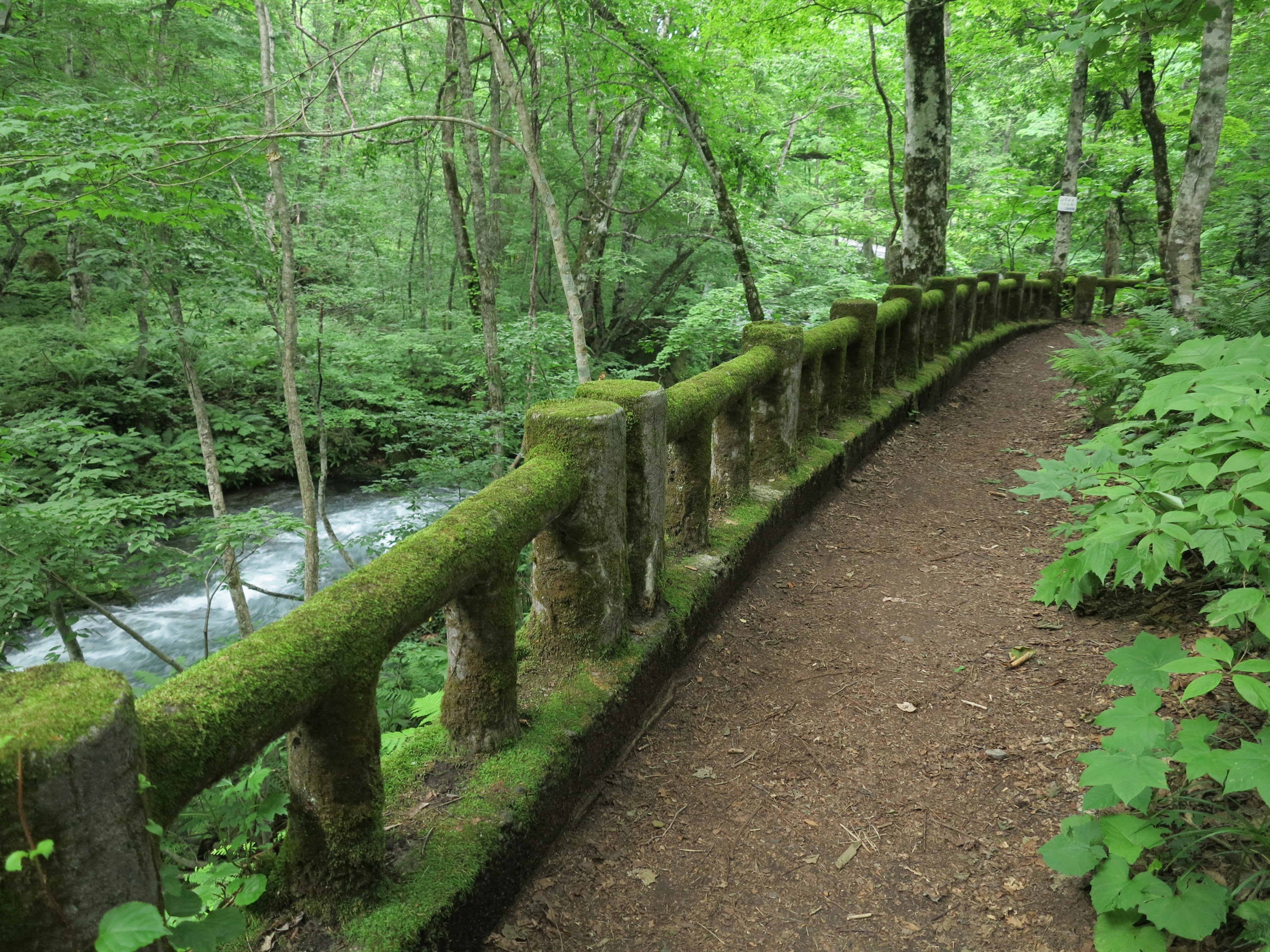 緑の木々に囲まれた小道と苔むした手すりの風景