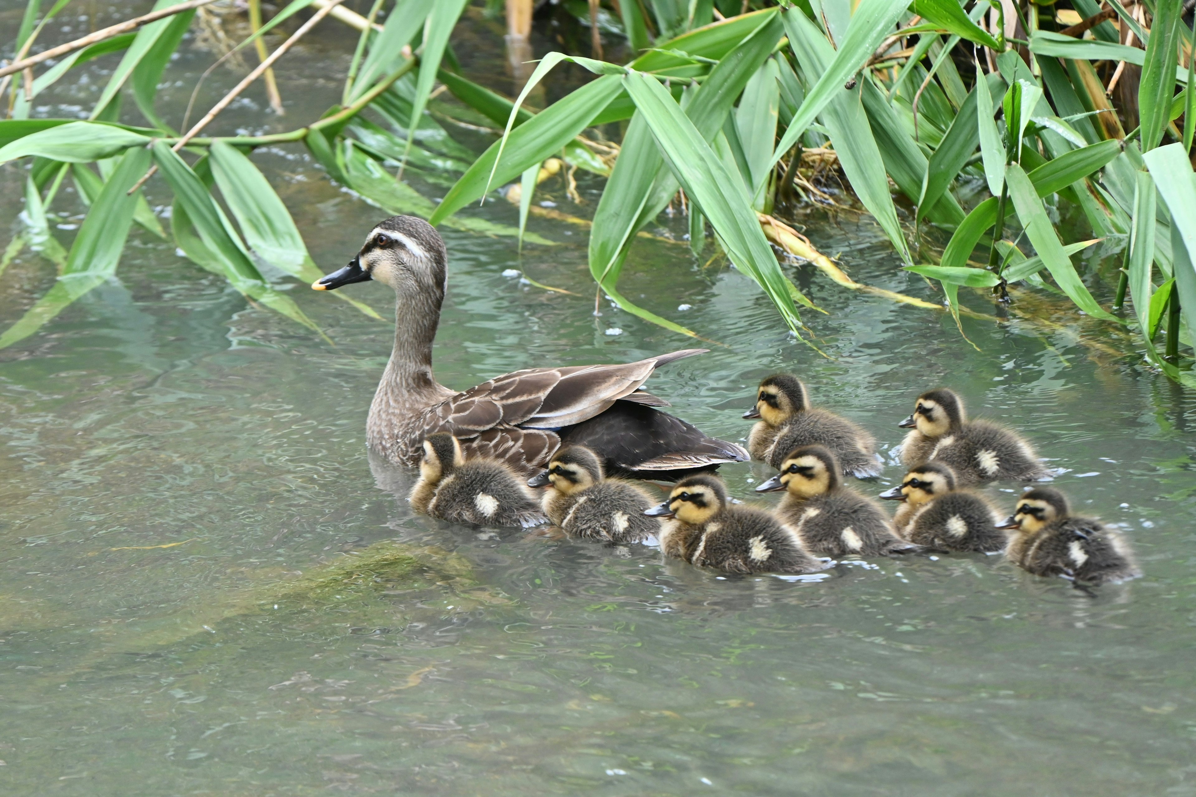 Induk bebek berenang dengan delapan bebek kecil di air