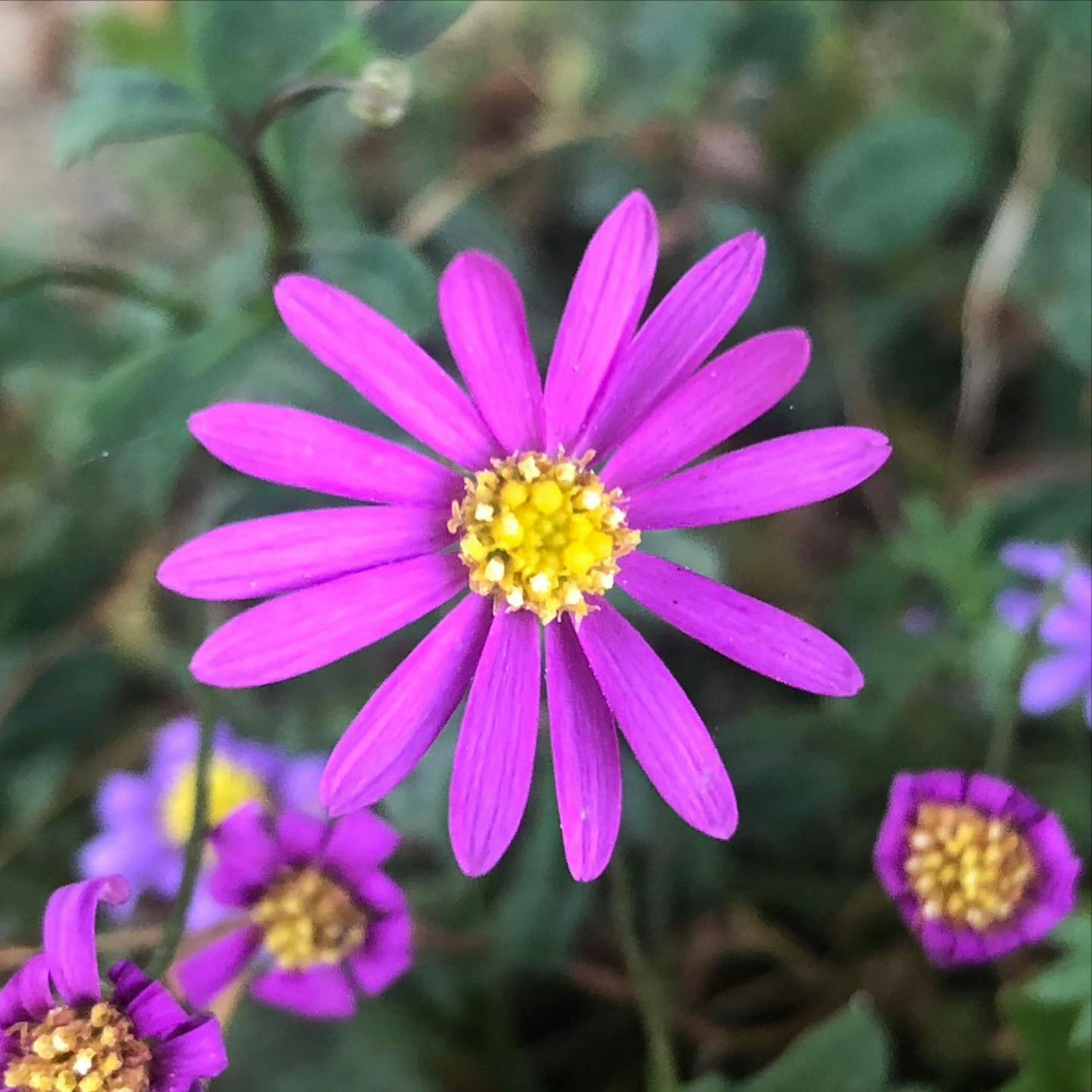 鮮やかな紫色の花が中心にあり、黄色の花芯が際立つ