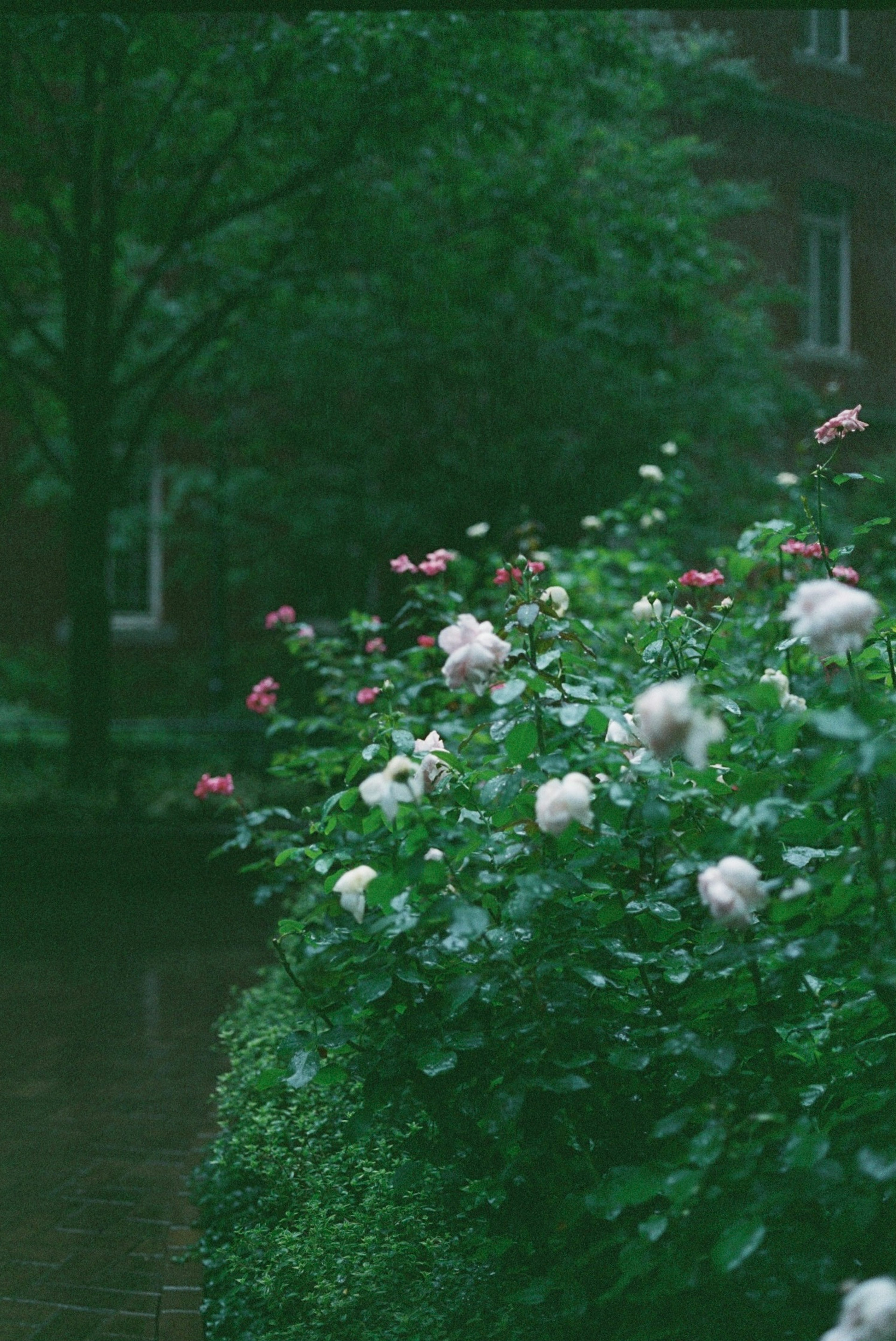 緑豊かな背景に咲く白とピンクのバラの花