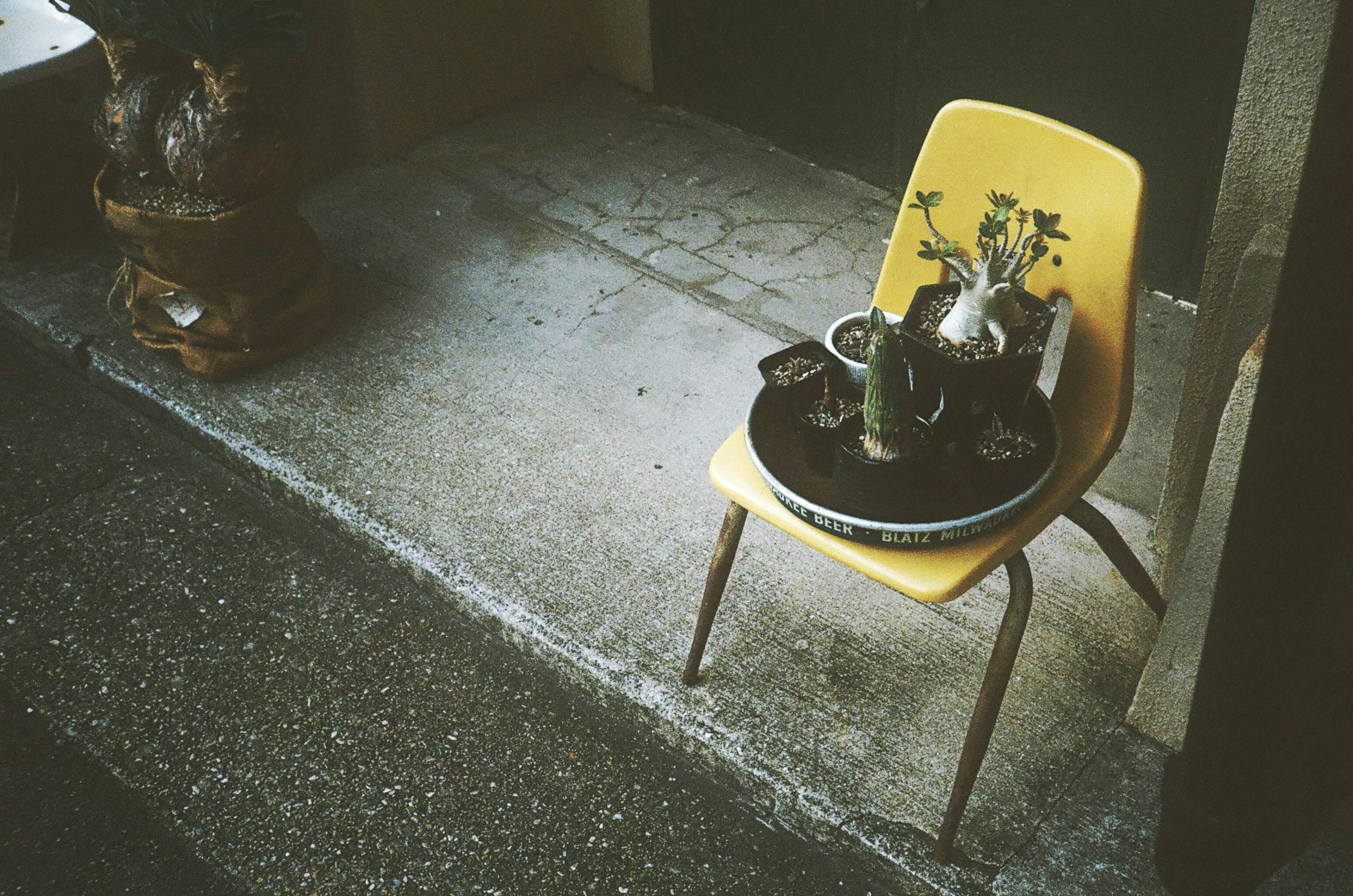 A yellow chair with tea set and plants arranged on top in a serene setting