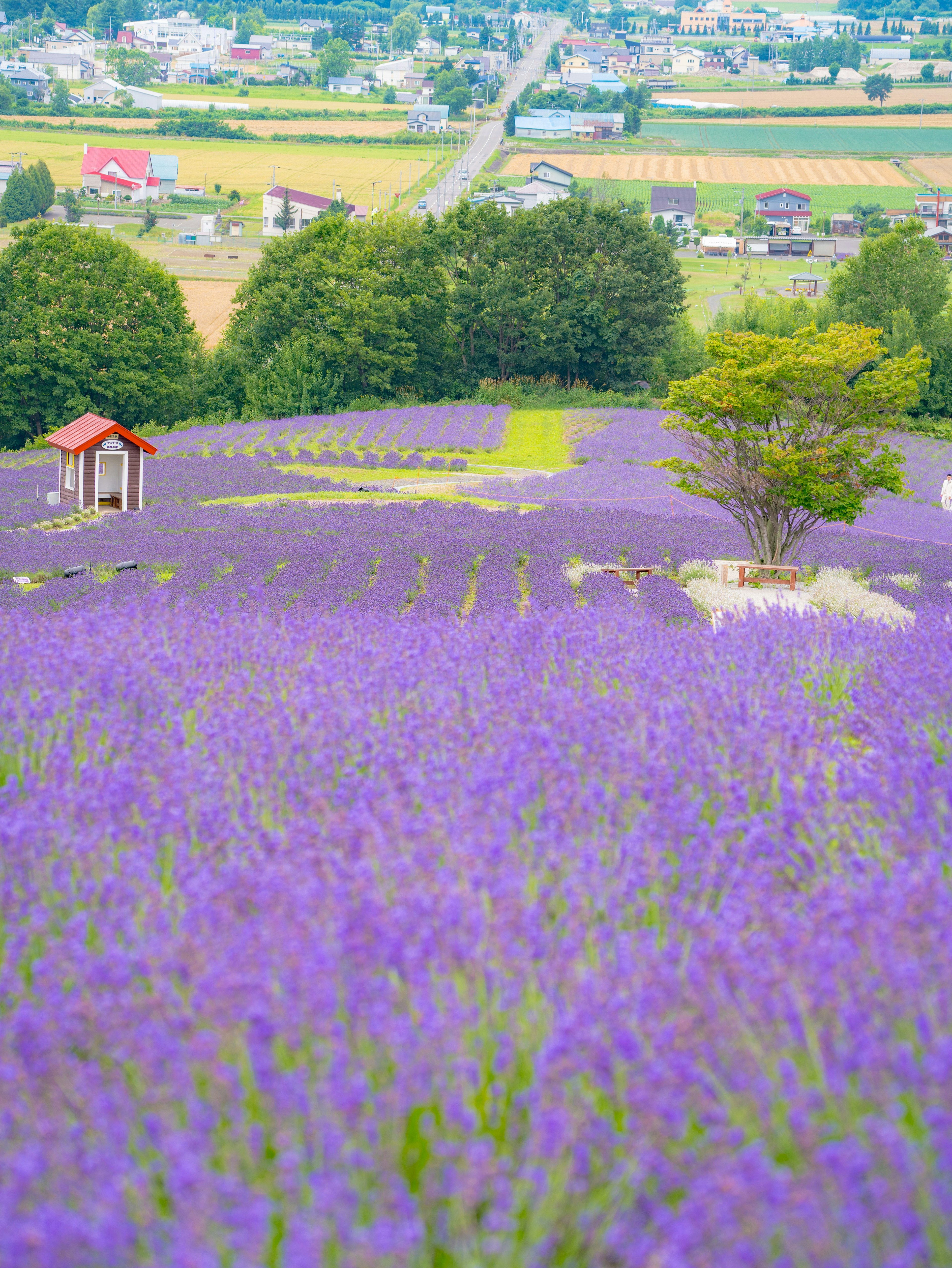 Vast lavender field in purple with a small gazebo and distant hills