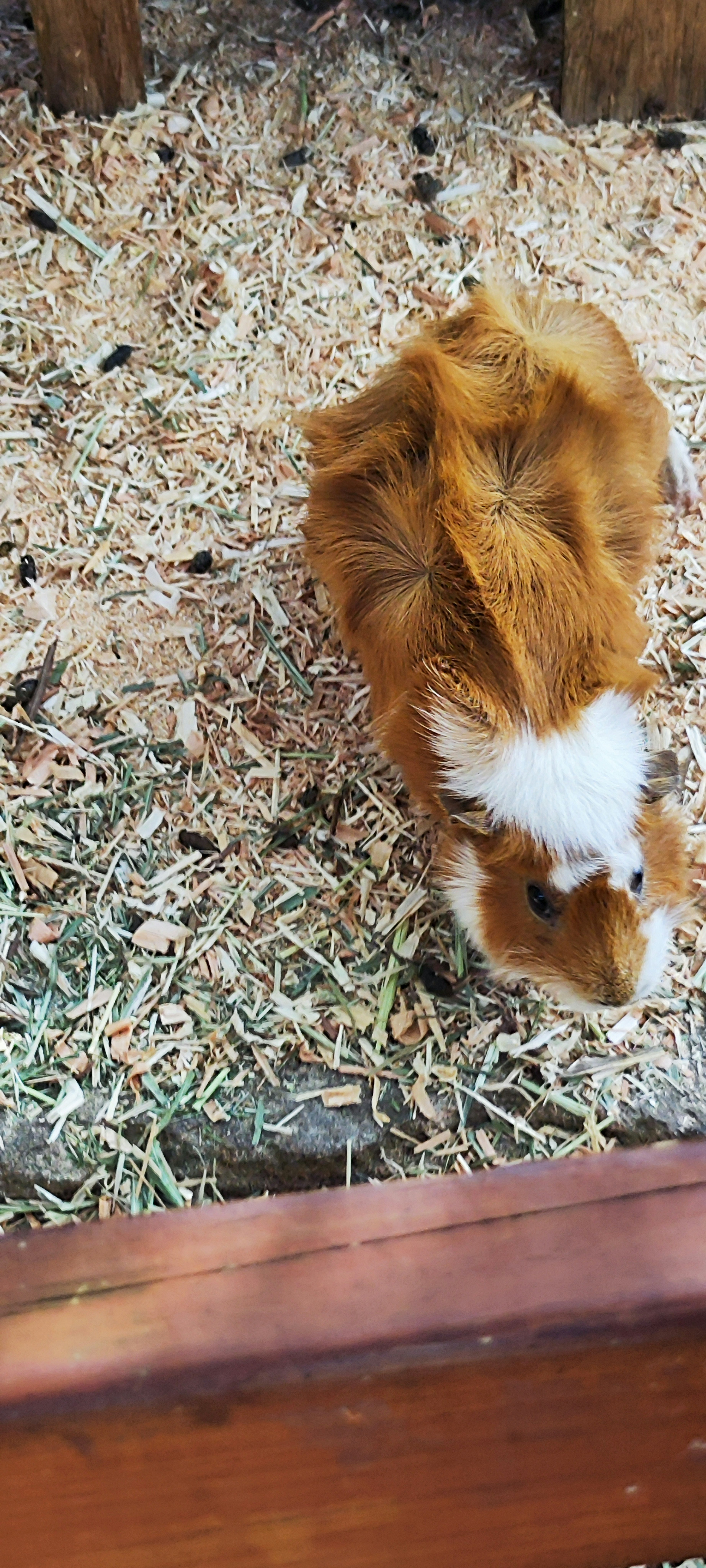 A small brown guinea pig walking on hay