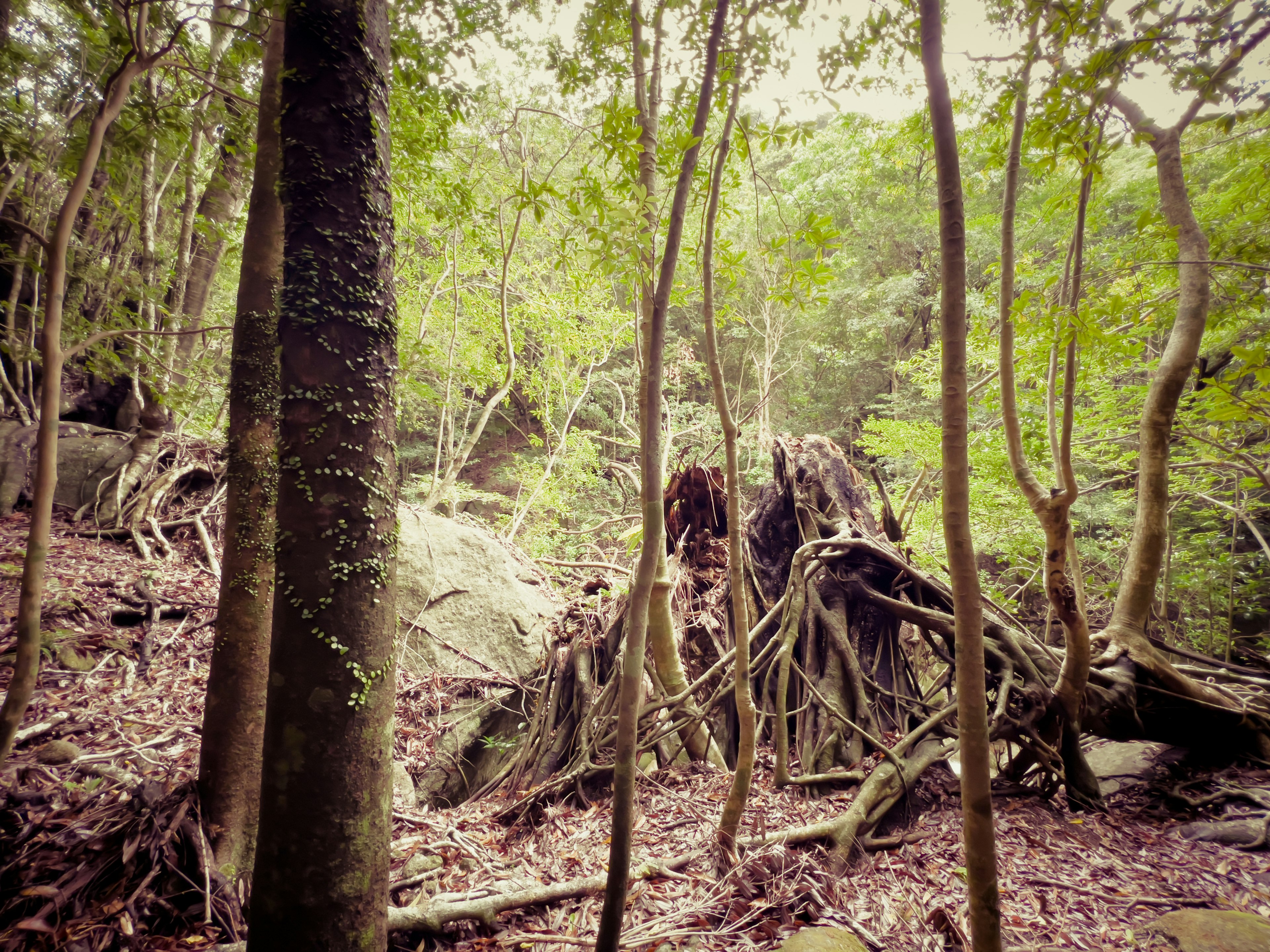 Escena de bosque frondoso con raíces de árboles expuestas y árboles altos