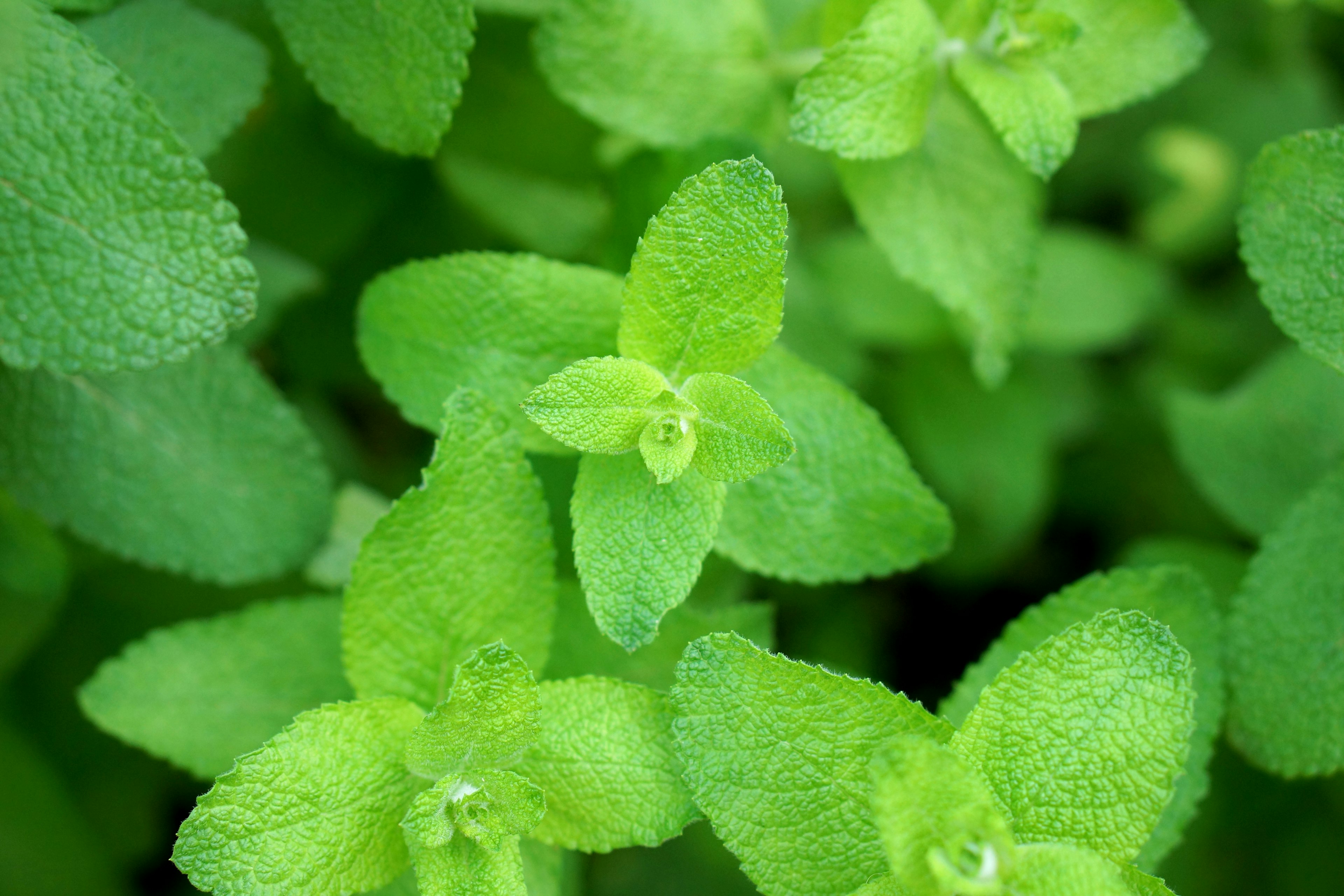 Hojas de menta verde vibrante agrupadas densamente