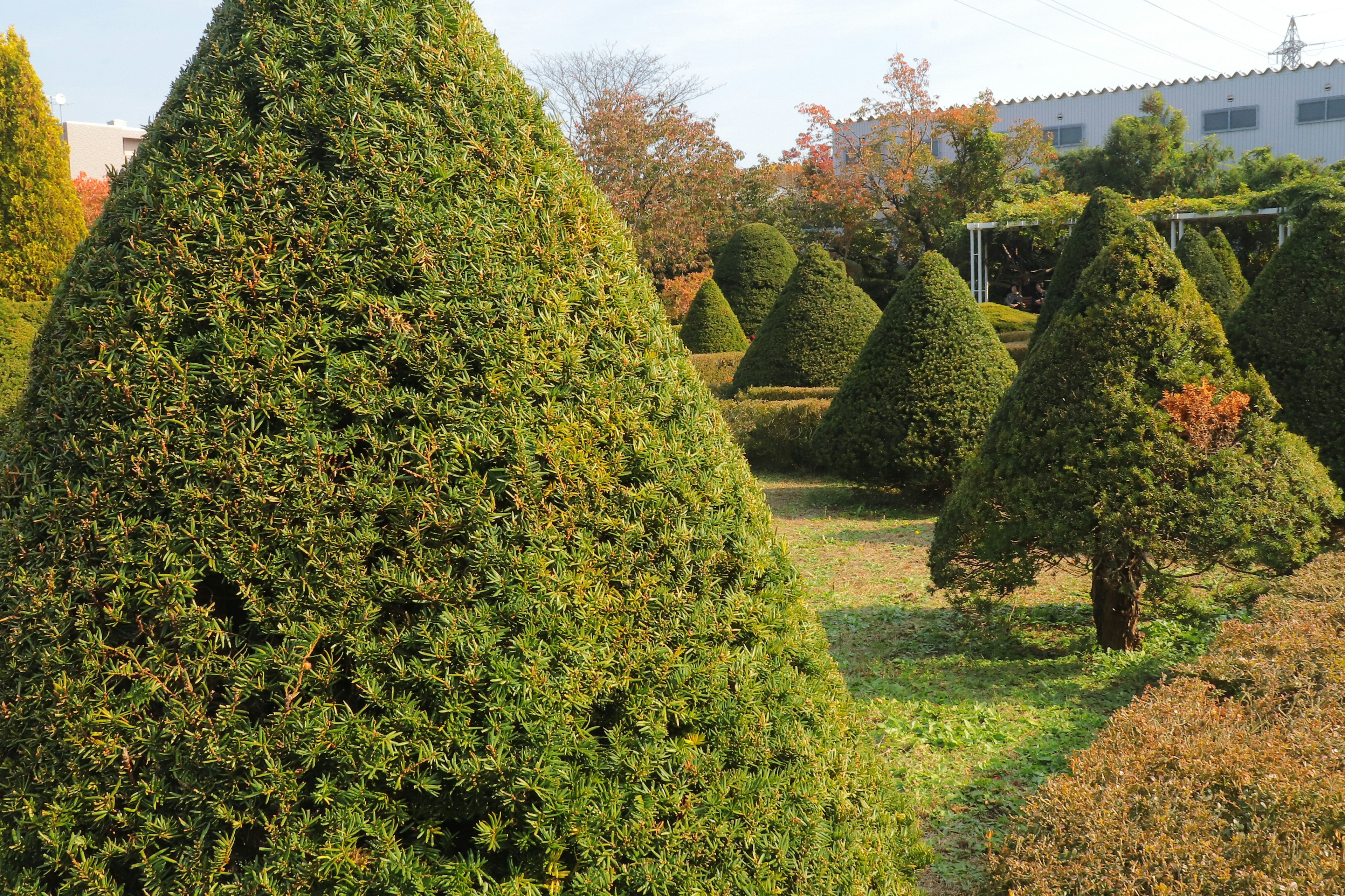 Eine Landschaft mit schön geformten konischen Hecken in einem Garten