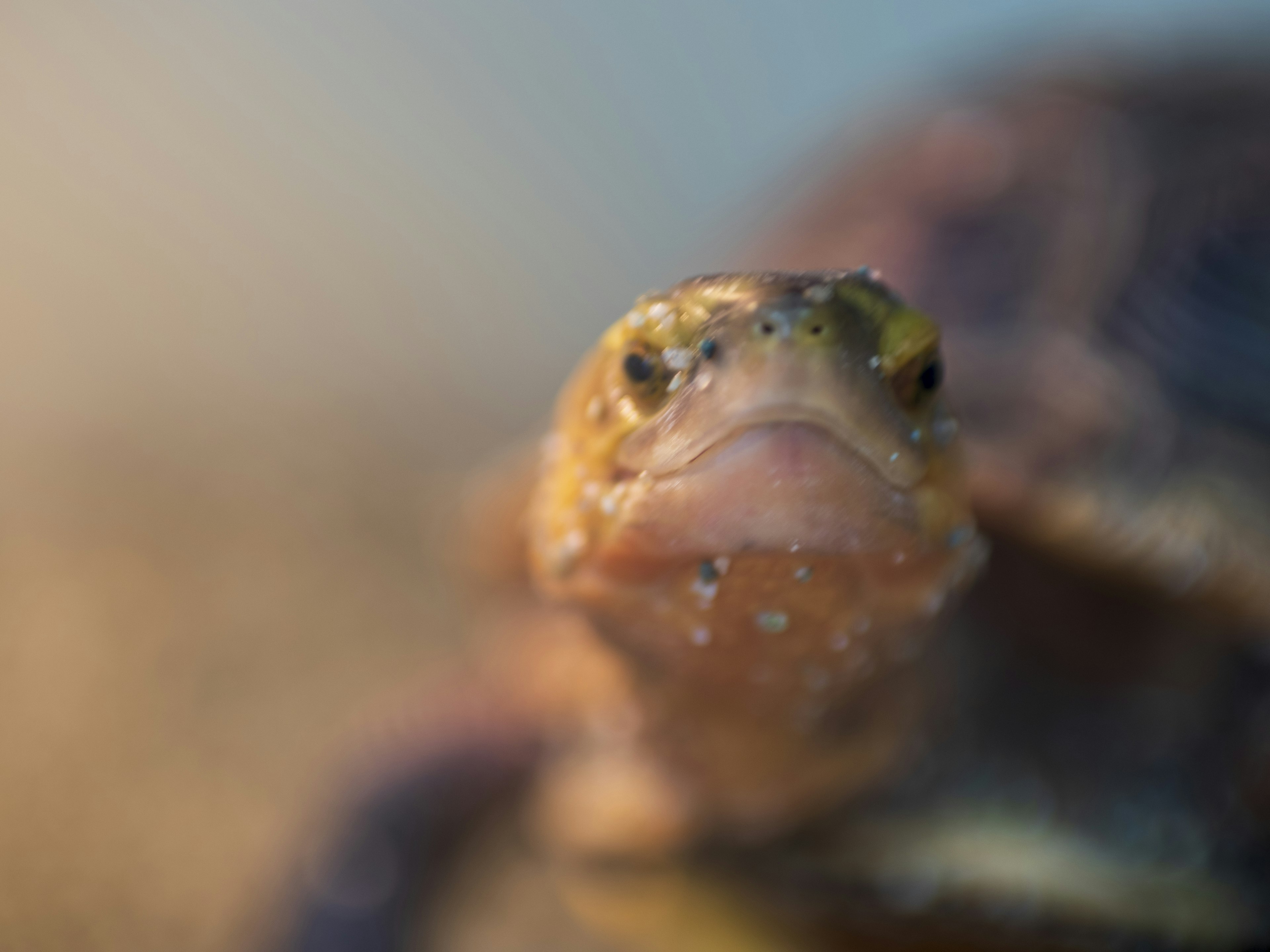 Close-up image of a turtle with a blurred background