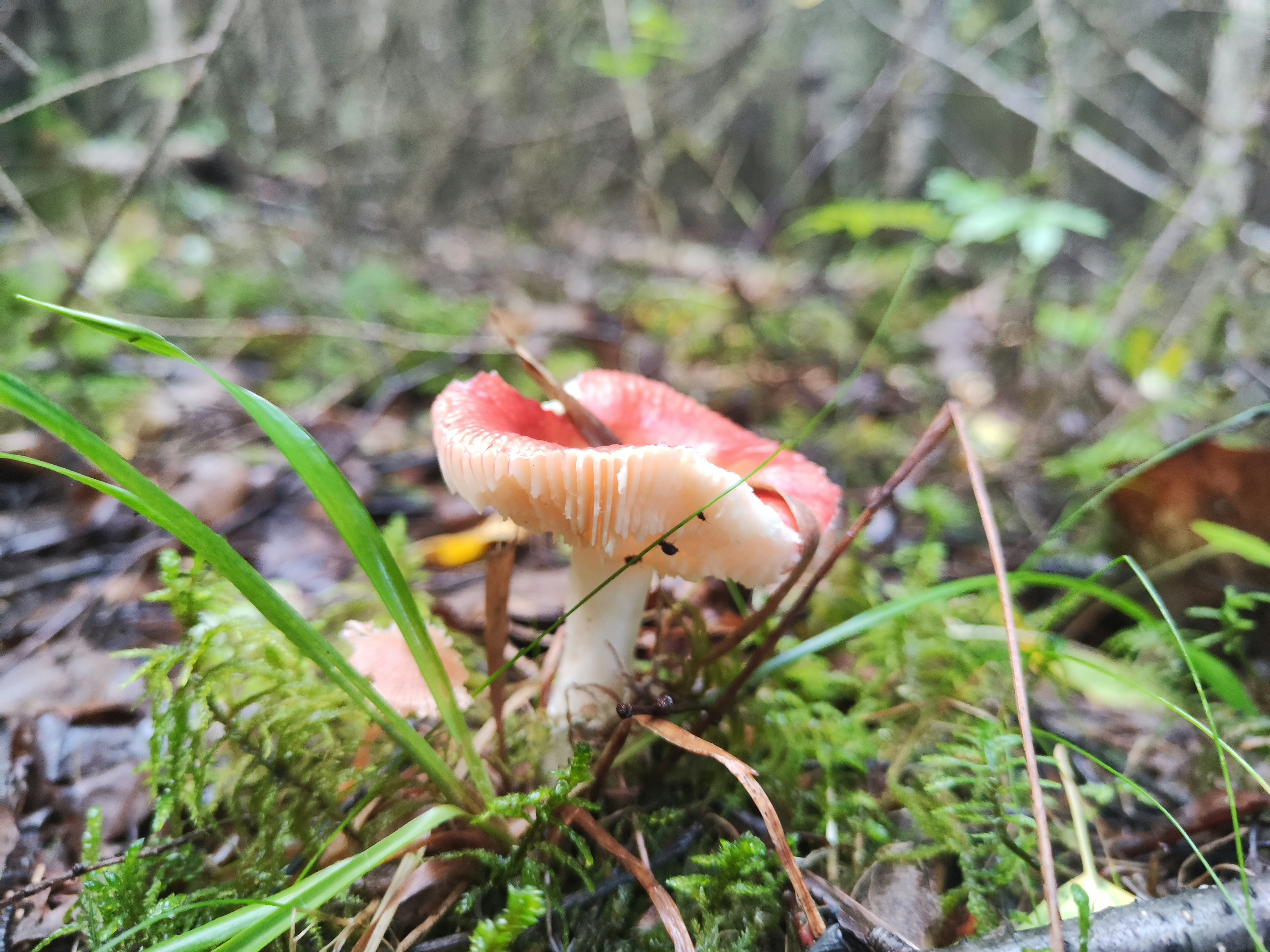 Red mushroom growing on green moss in a forest