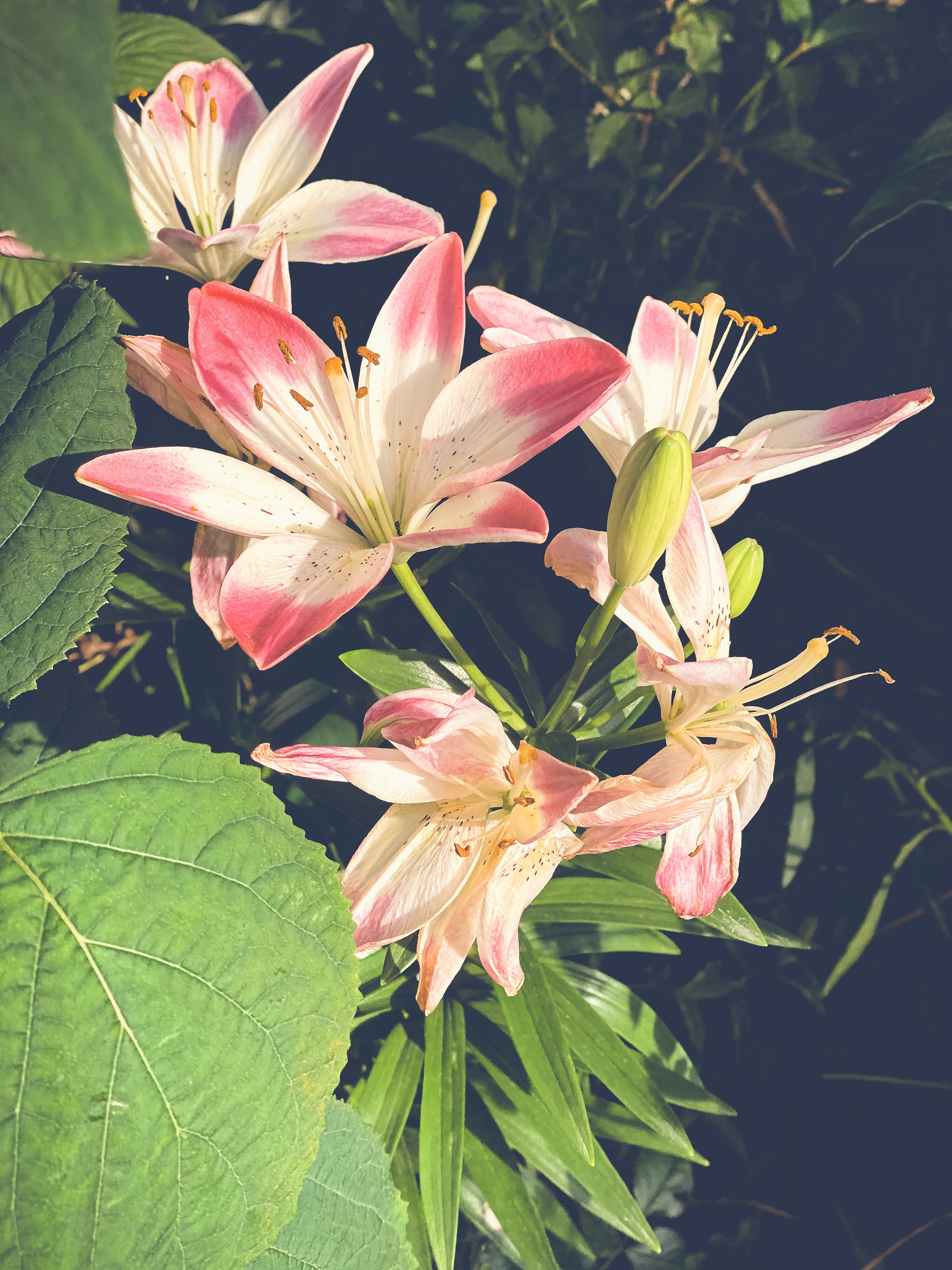 美麗的百合花，粉紅色和白色的花瓣被綠色葉子環繞