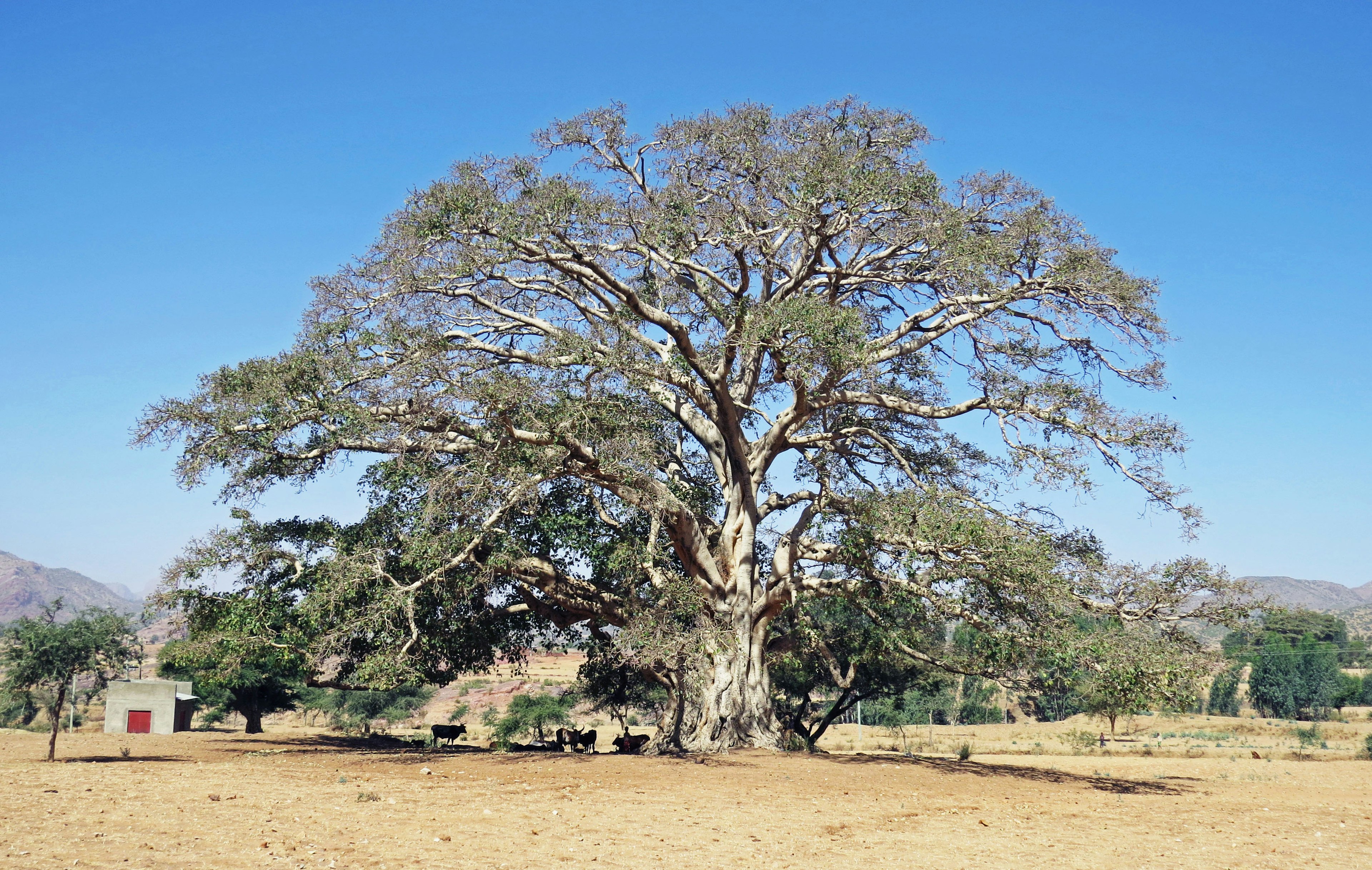 Grand arbre se tenant dans un champ ouvert sous un ciel bleu