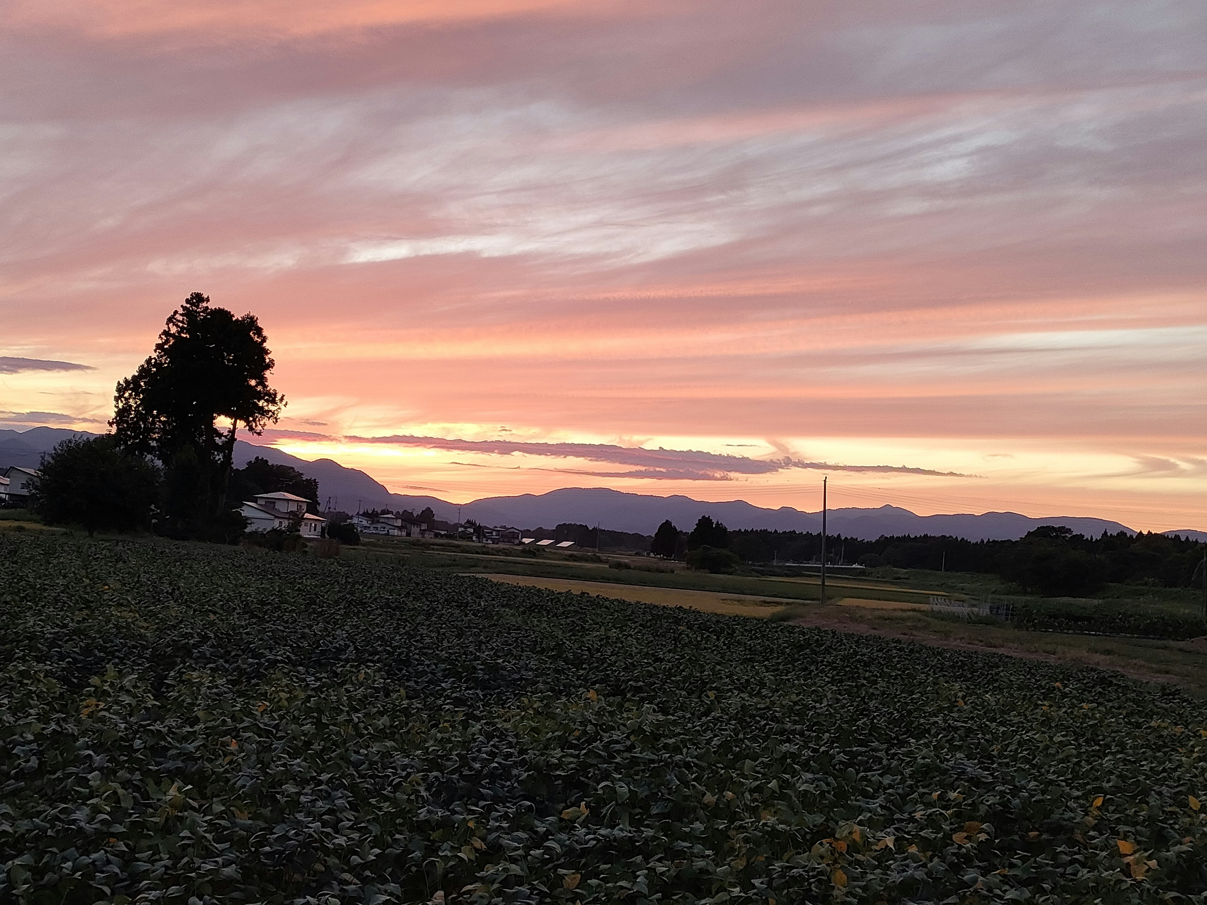 夕焼けの空と山々が見える風景緑の畑とシルエットの木がある