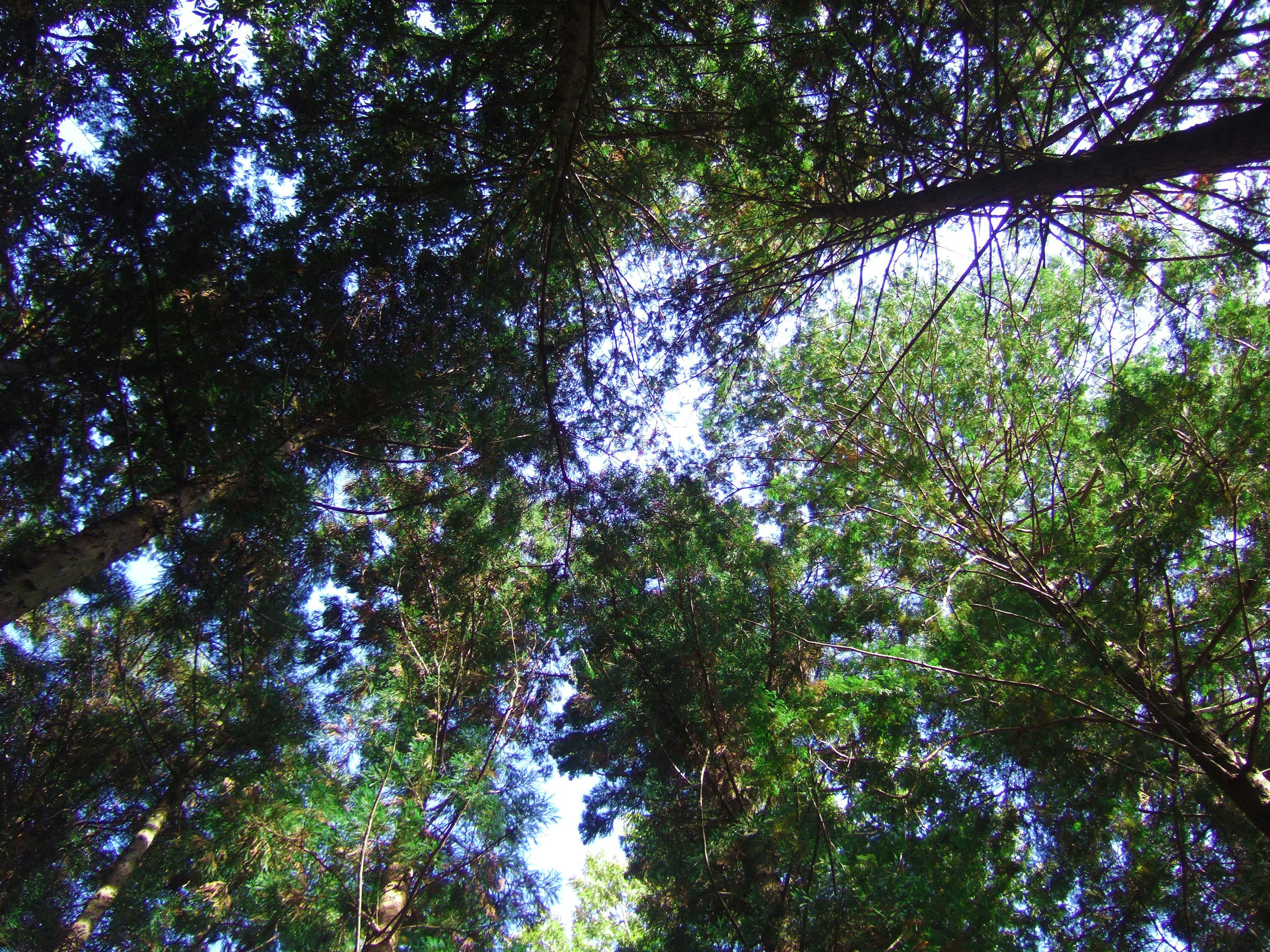 Blick auf den Himmel durch üppige grüne Bäume