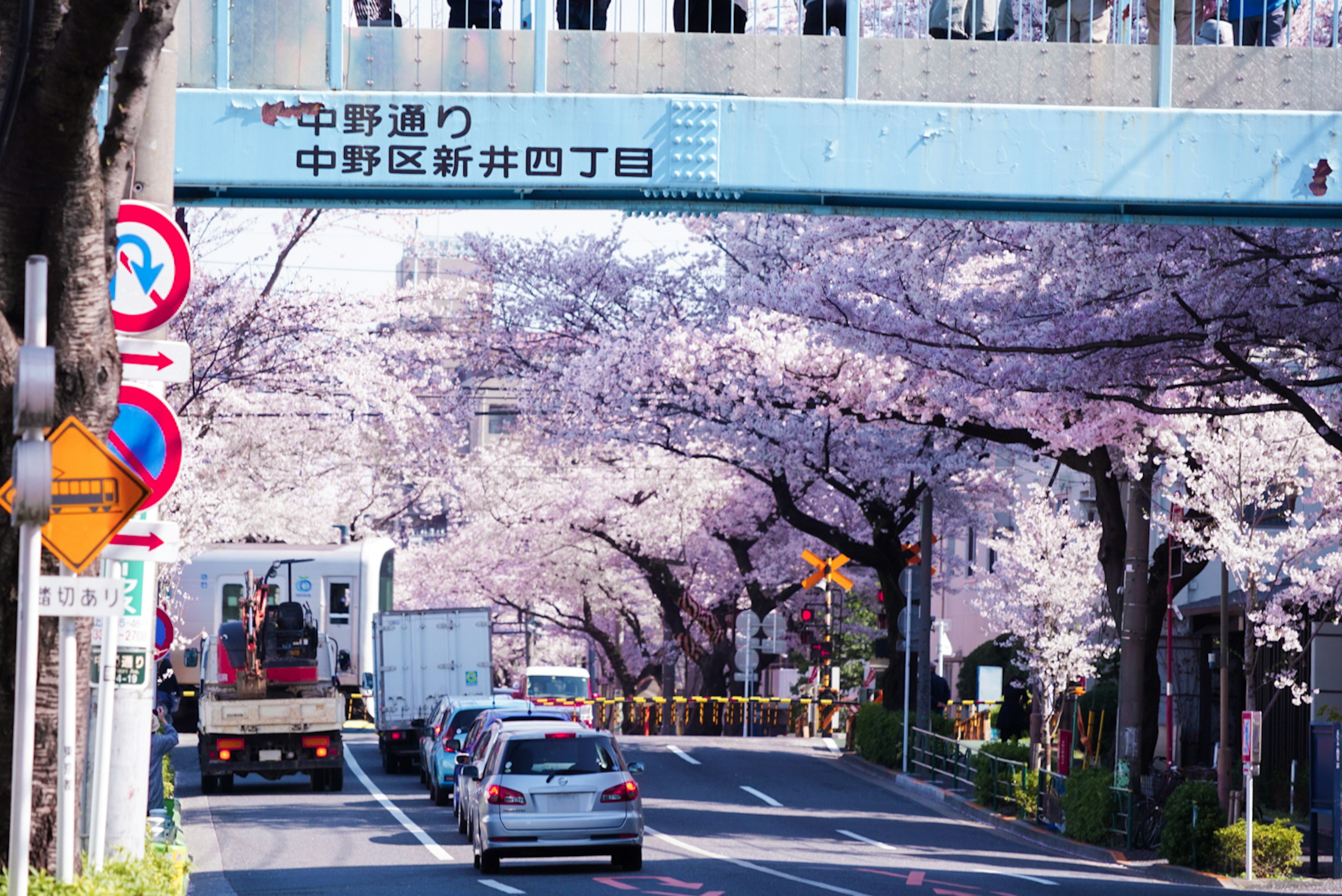 Street lined with cherry blossom trees and a truck driving by