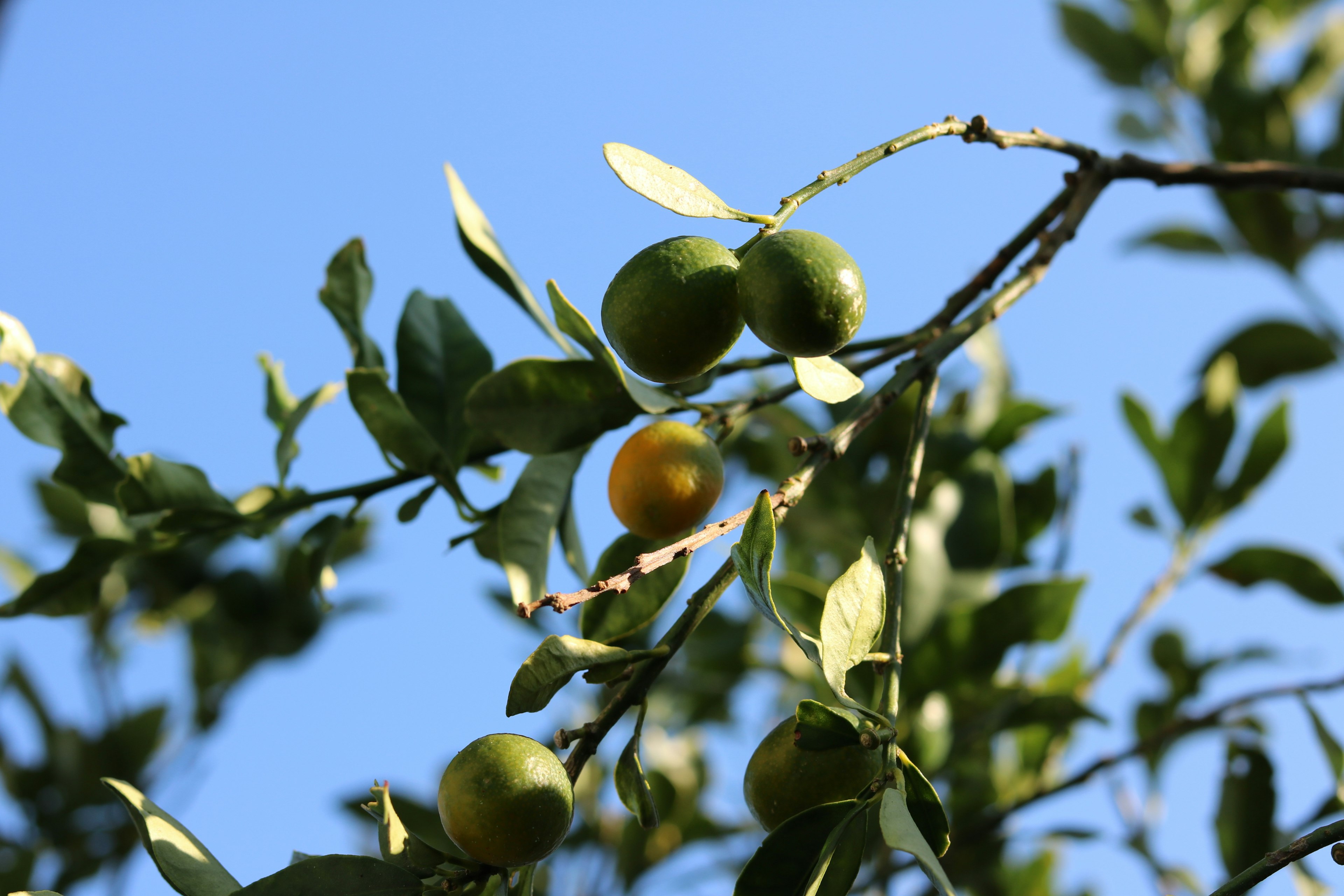 Zweig mit grünen und gelben Zitrusfrüchten vor blauem Himmel