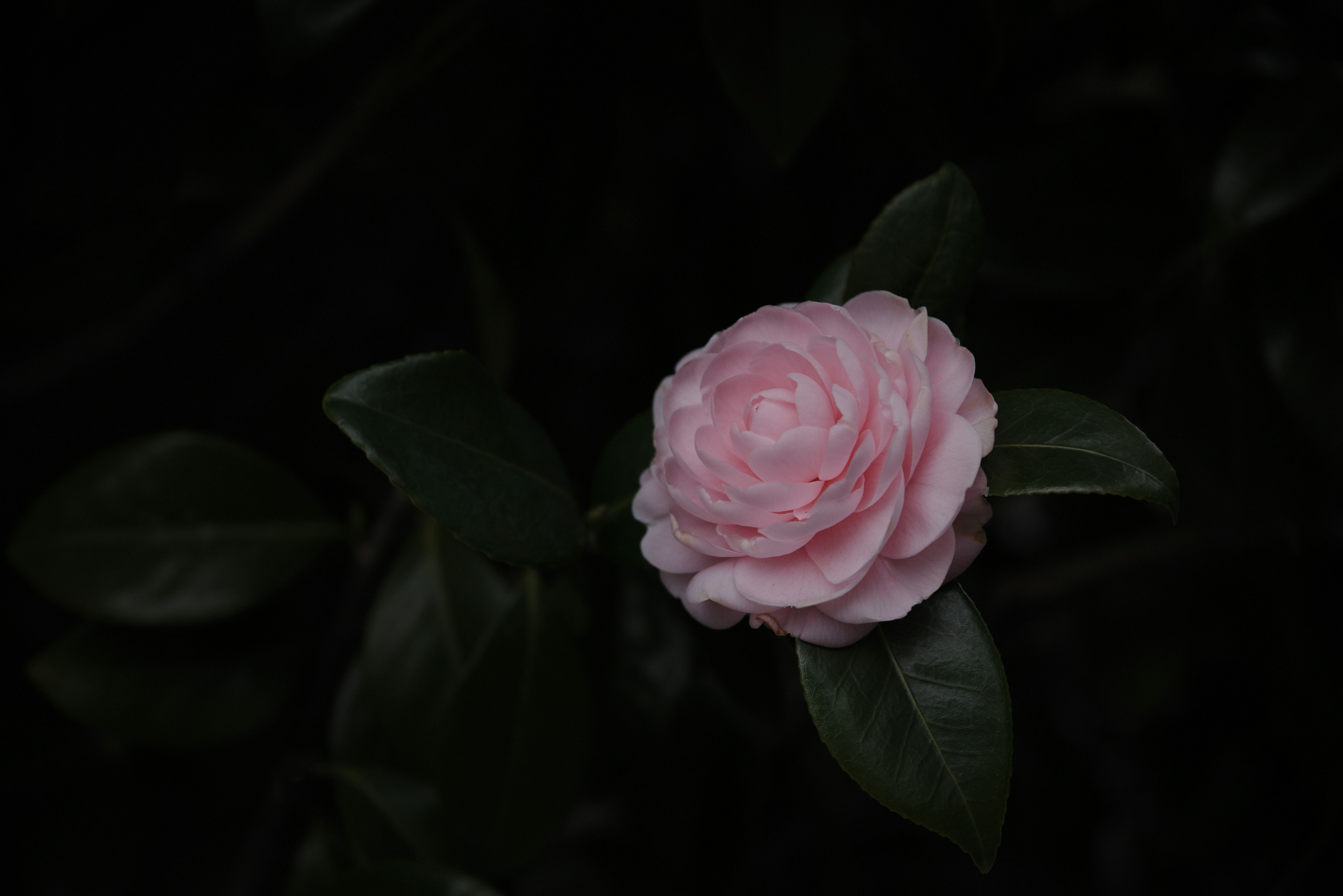 Un fiore di rosa rosa chiaro spicca su uno sfondo scuro