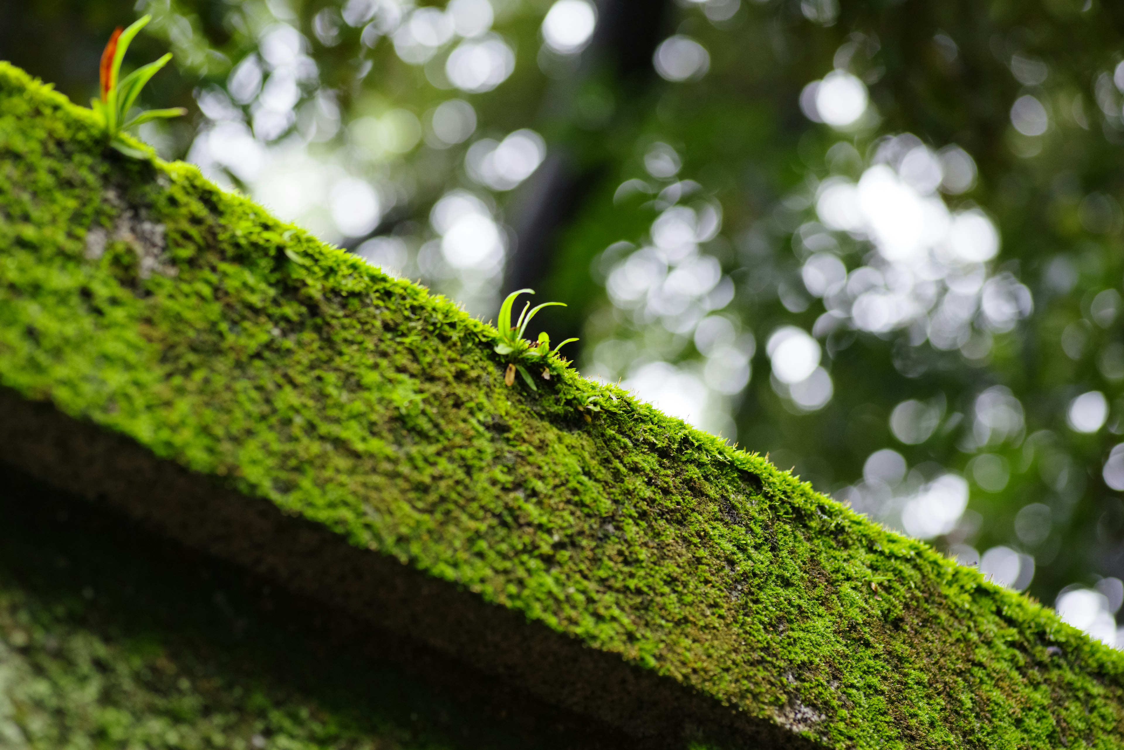 Paesaggio verde con piccole piante che crescono su una pietra coperta di muschio