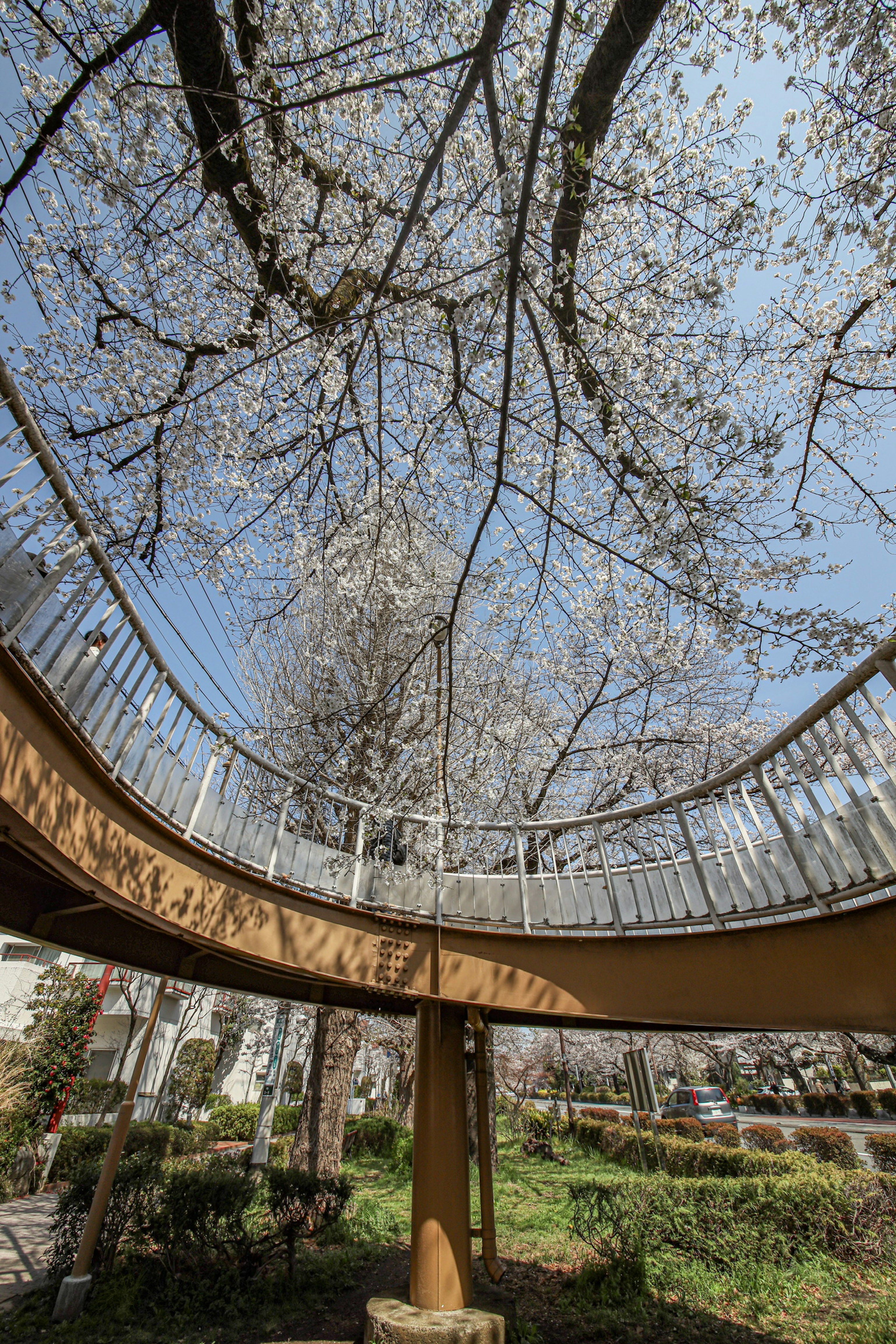 Curved walkway under blooming cherry blossom trees with clear blue sky