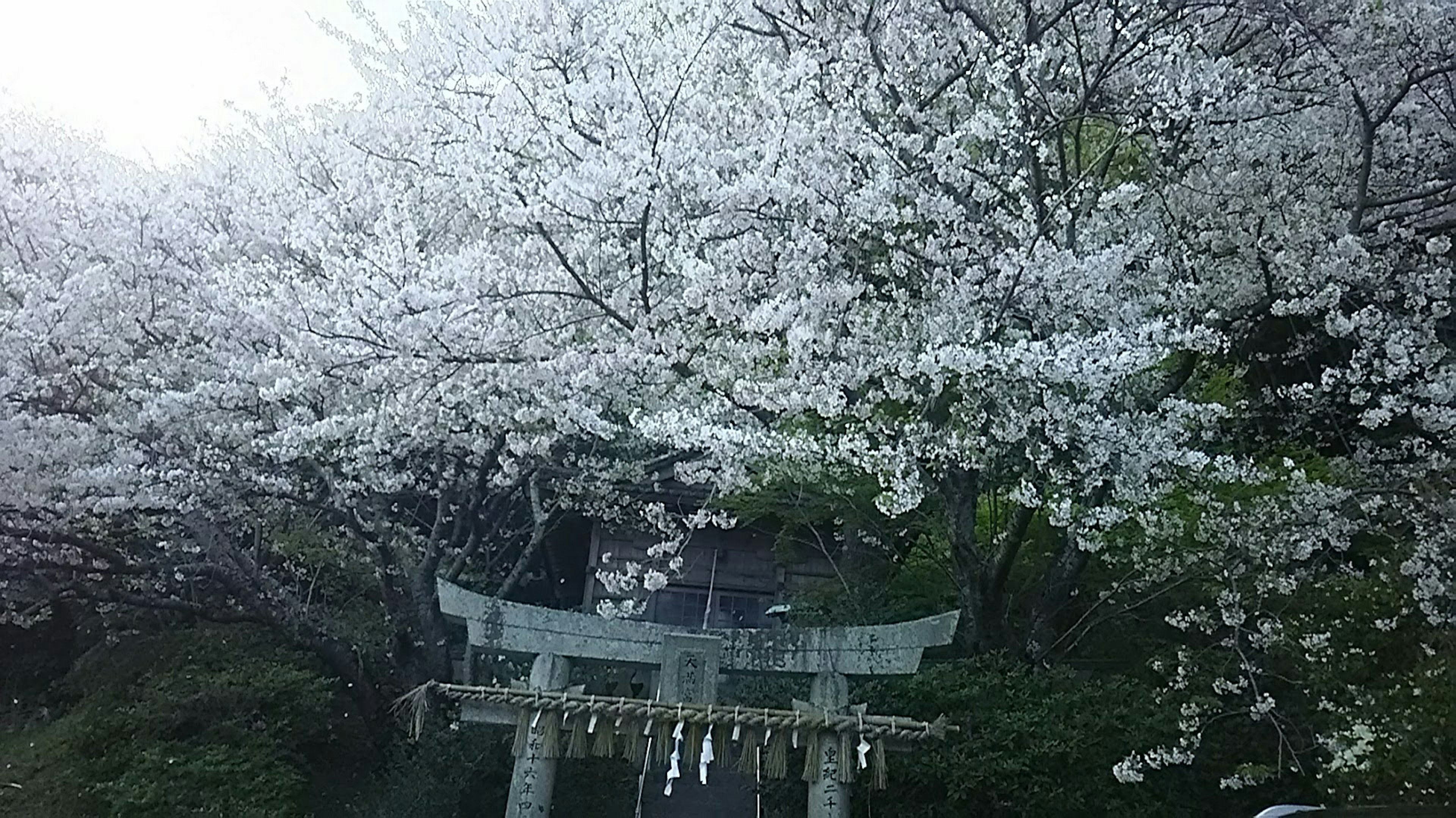 Vista escénica de cerezos sobre una puerta torii