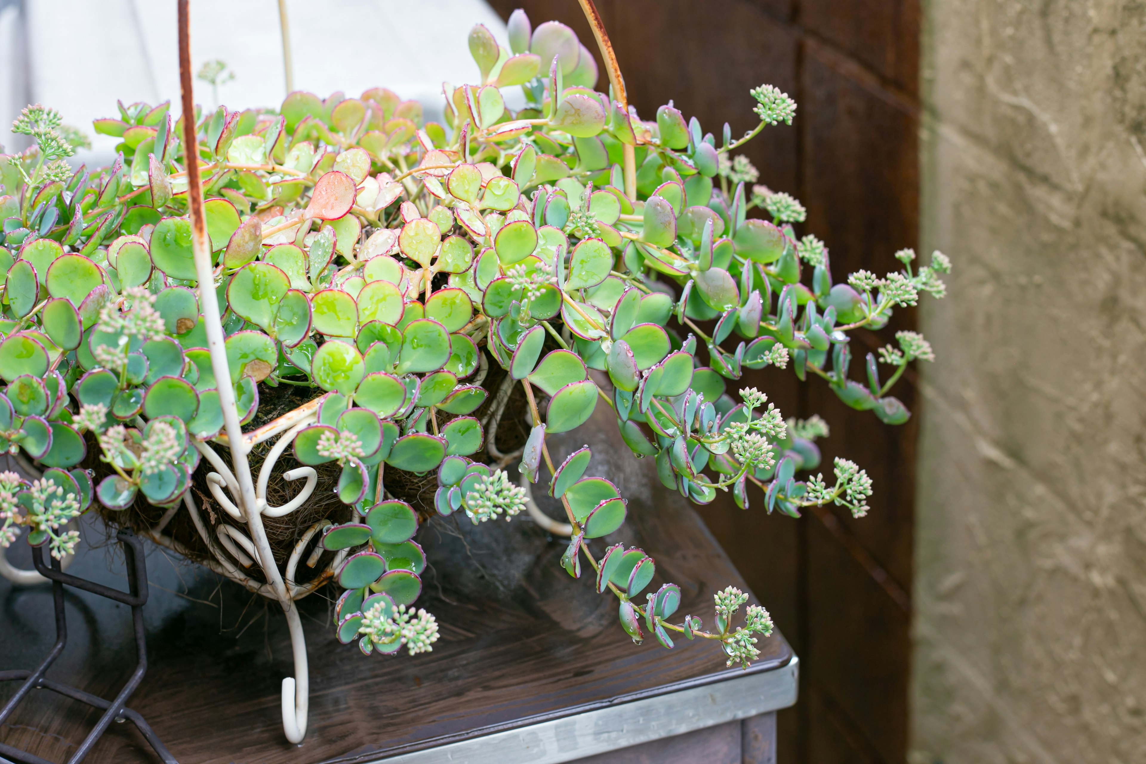 Hanging succulent plant with lush green leaves