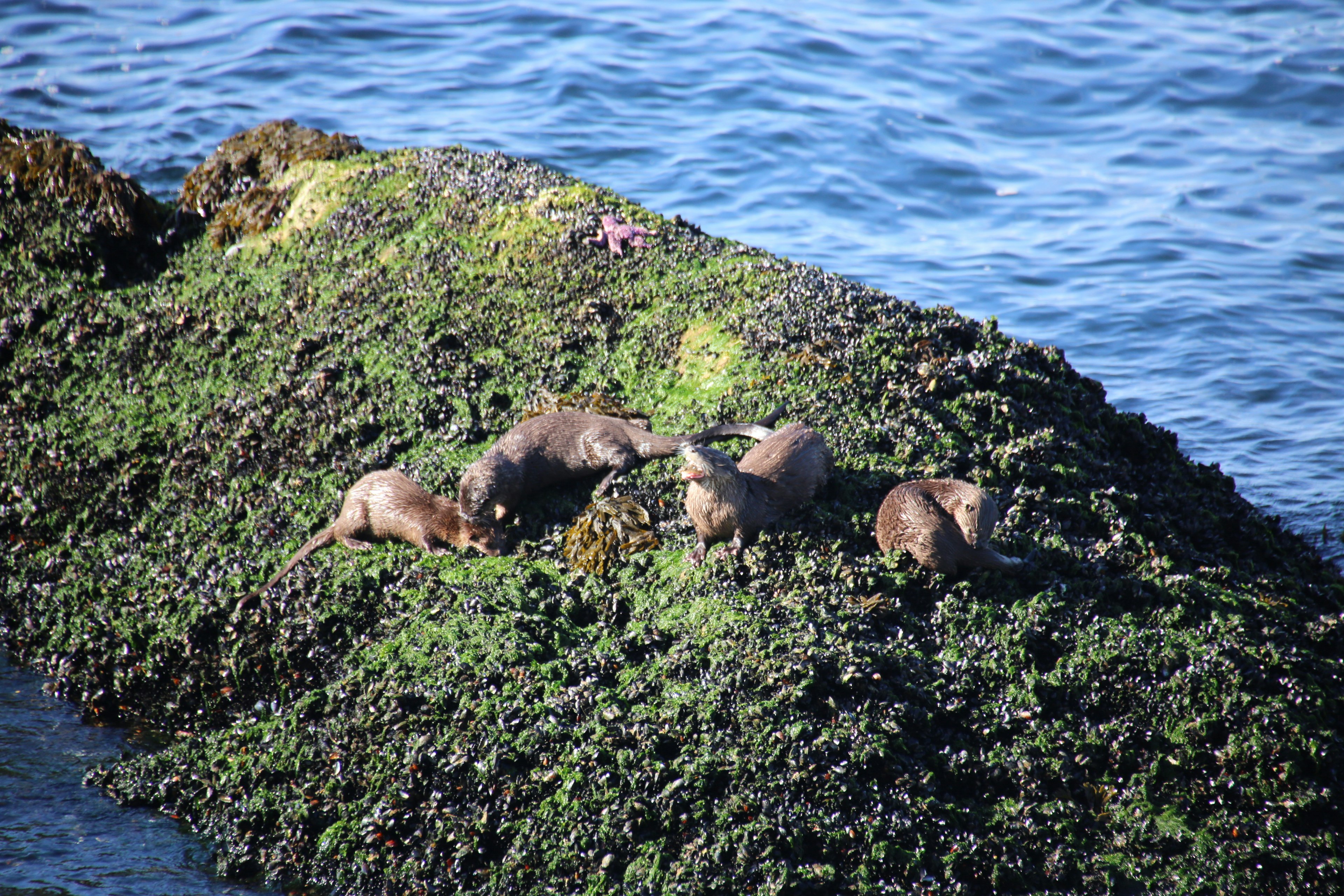 A group of seals lounging on a rocky outcrop covered with seaweed