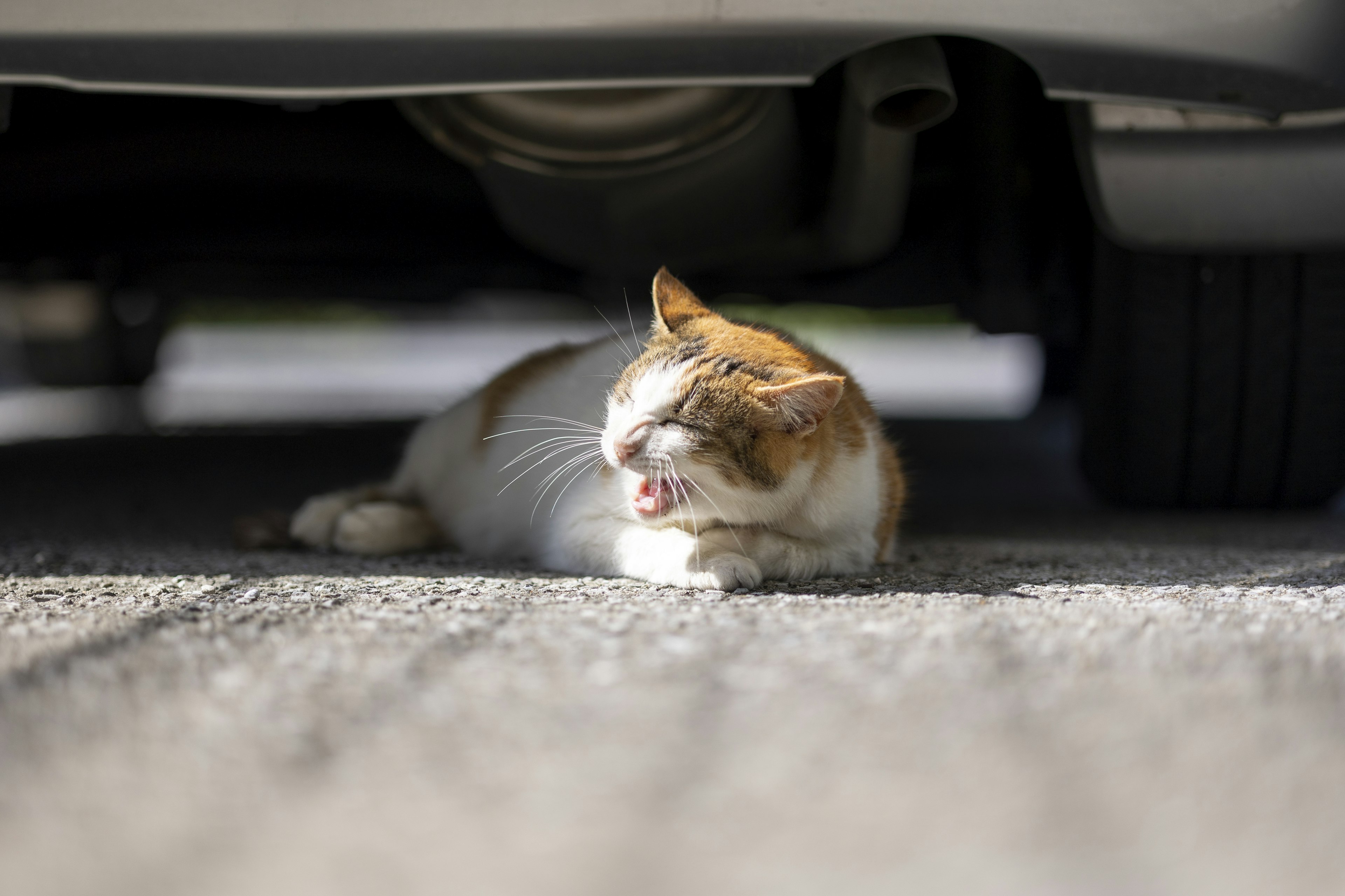 Orange-weißer Kater liegt unter einem Auto