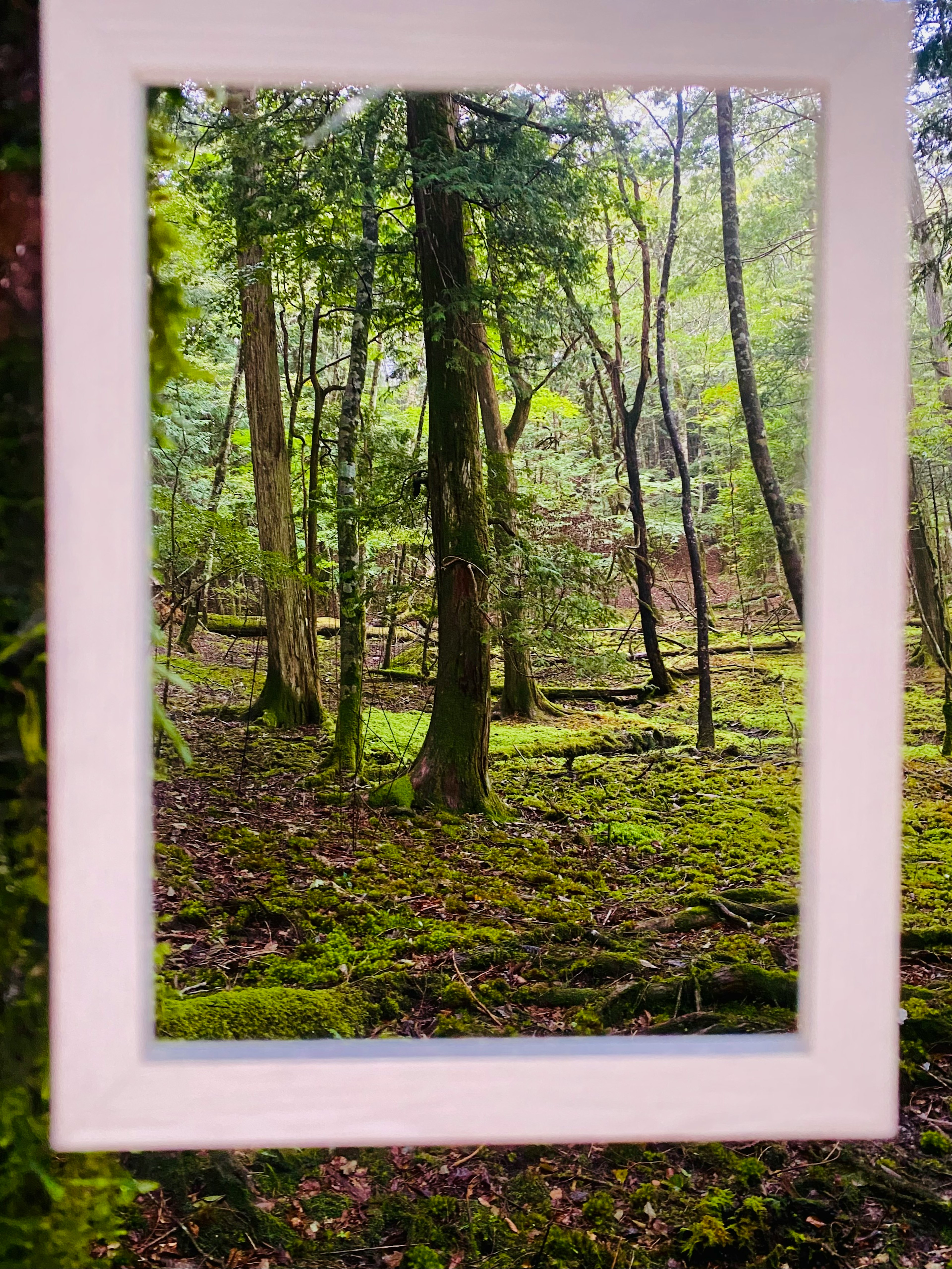 Scena di foresta lussureggiante con alberi alti e terreno coperto di muschio