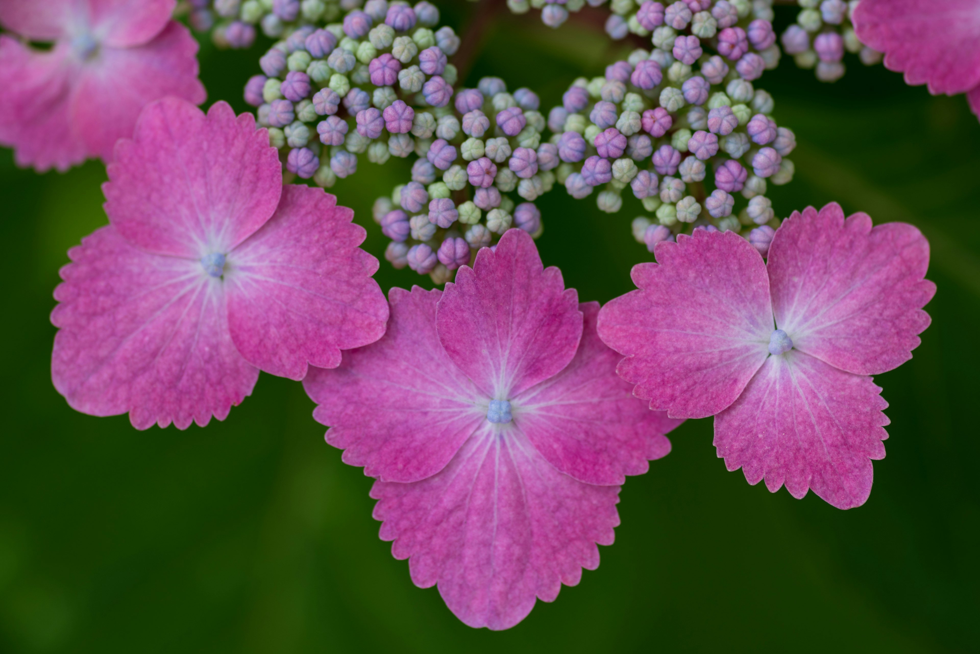 Nahaufnahme von Hortensienblüten mit leuchtend rosa Blütenblättern und kleinen Knospen