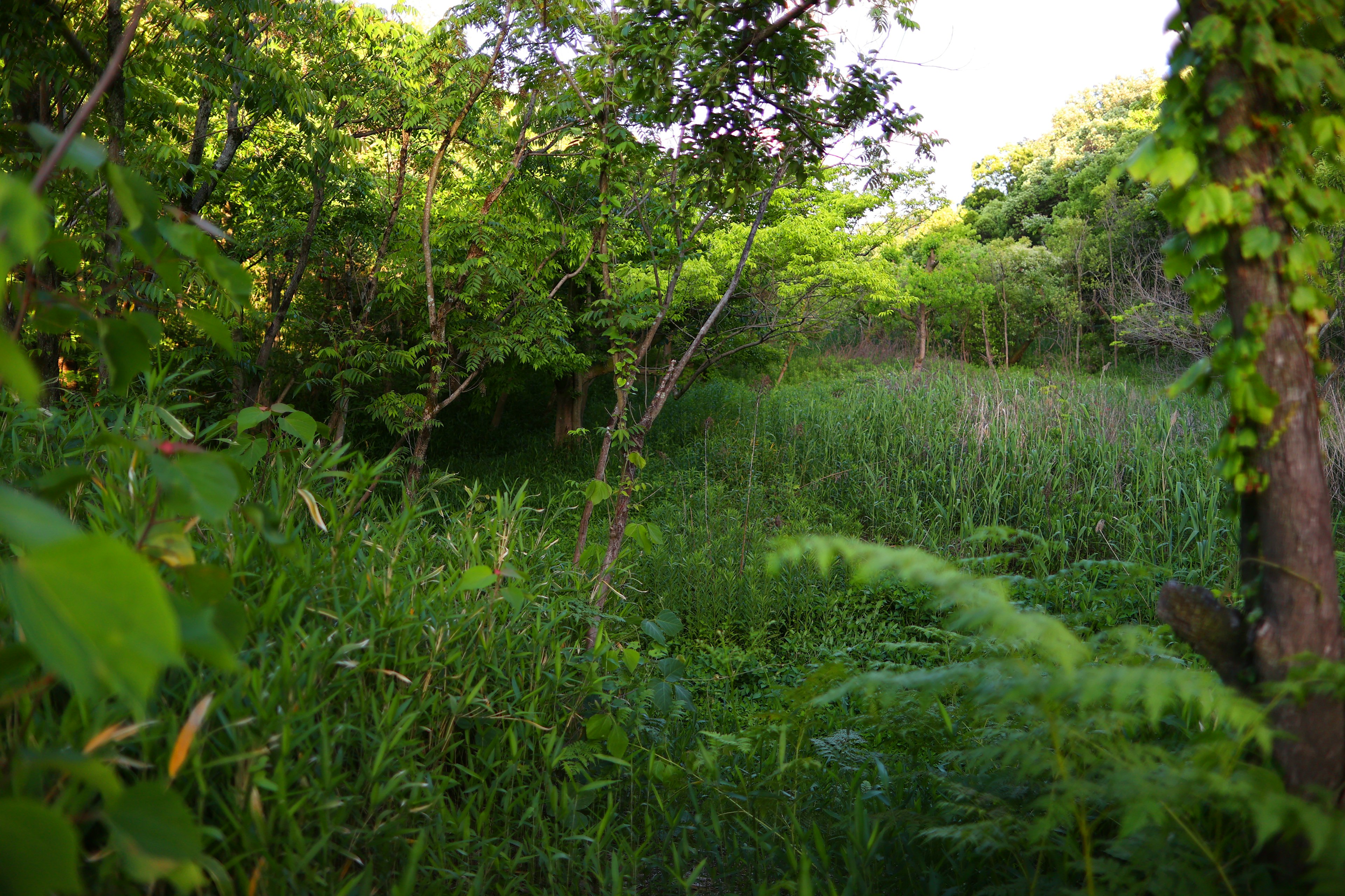 Üppige Waldlandschaft mit einem Weg, umgeben von Gras und Bäumen