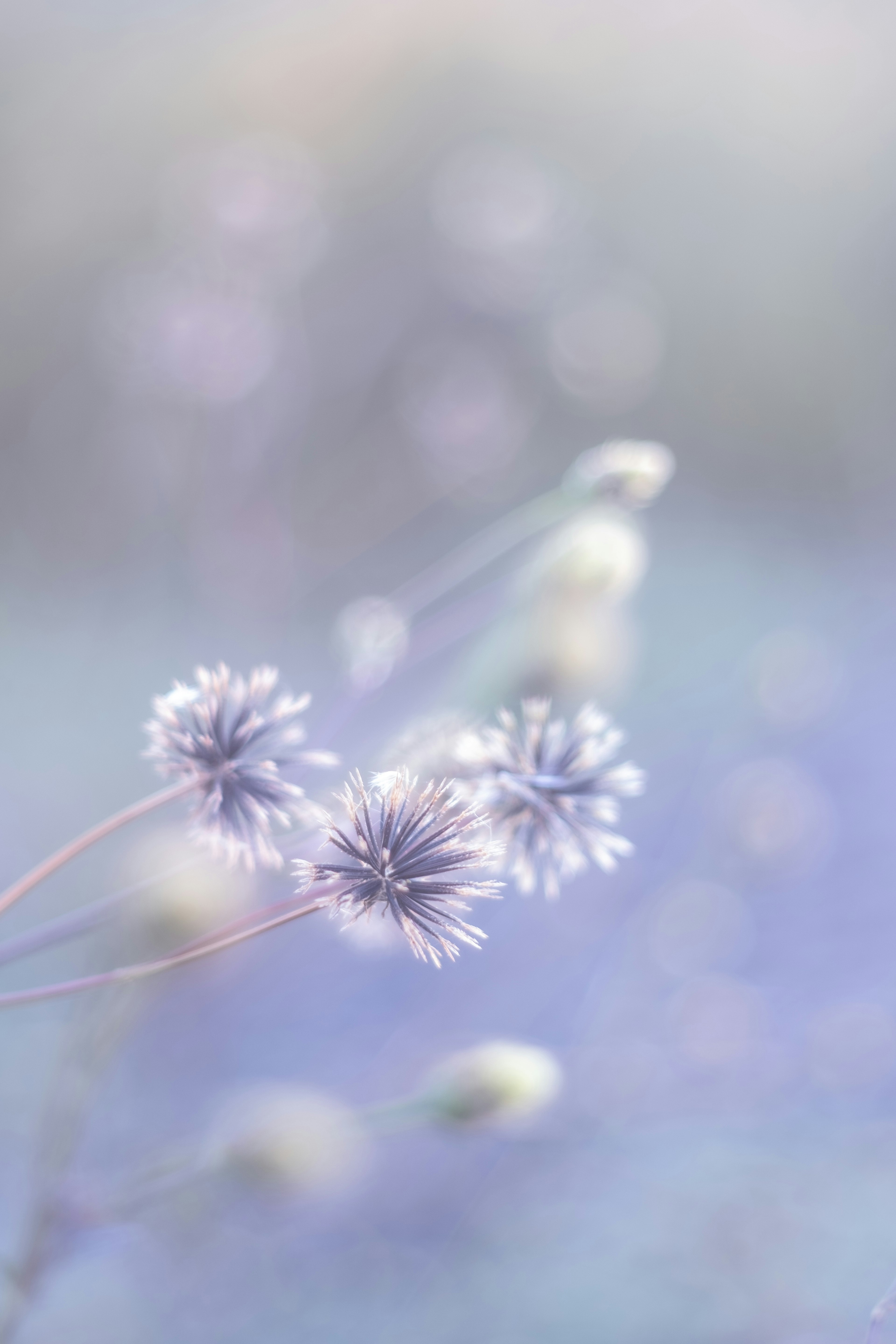 淡い紫色の花が背景にぼんやりとした光と共に映る美しい画像