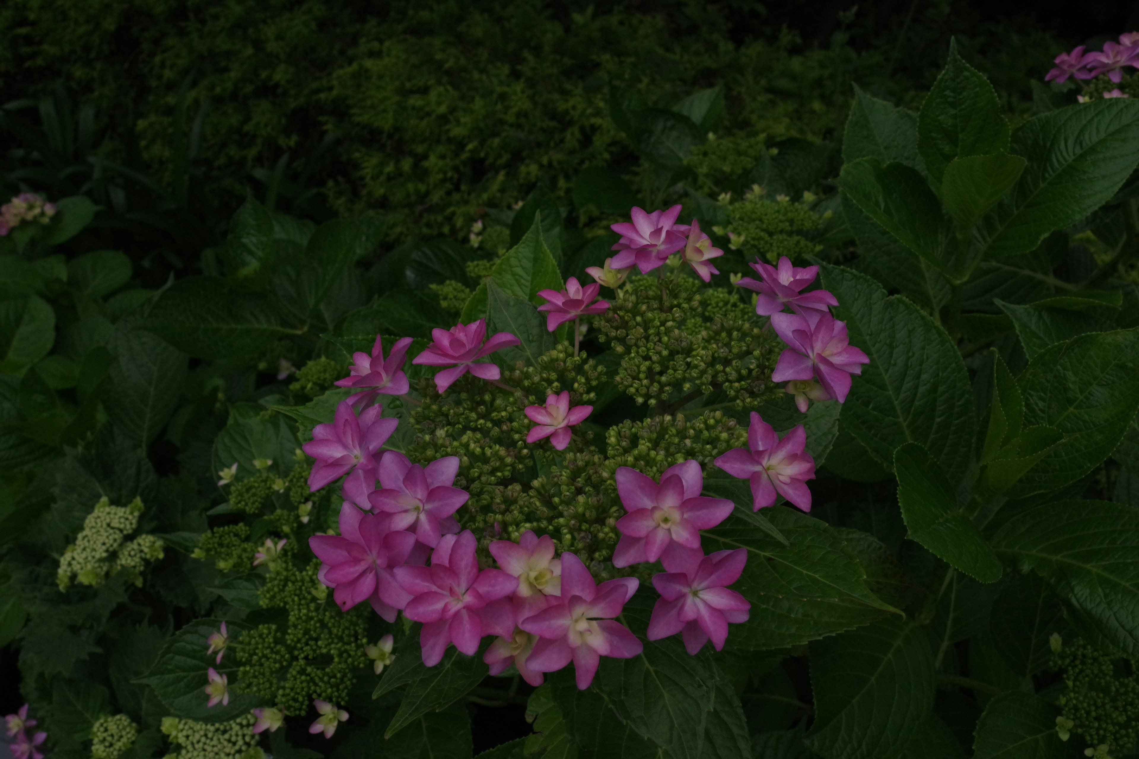 Pink flowers blooming among lush green leaves