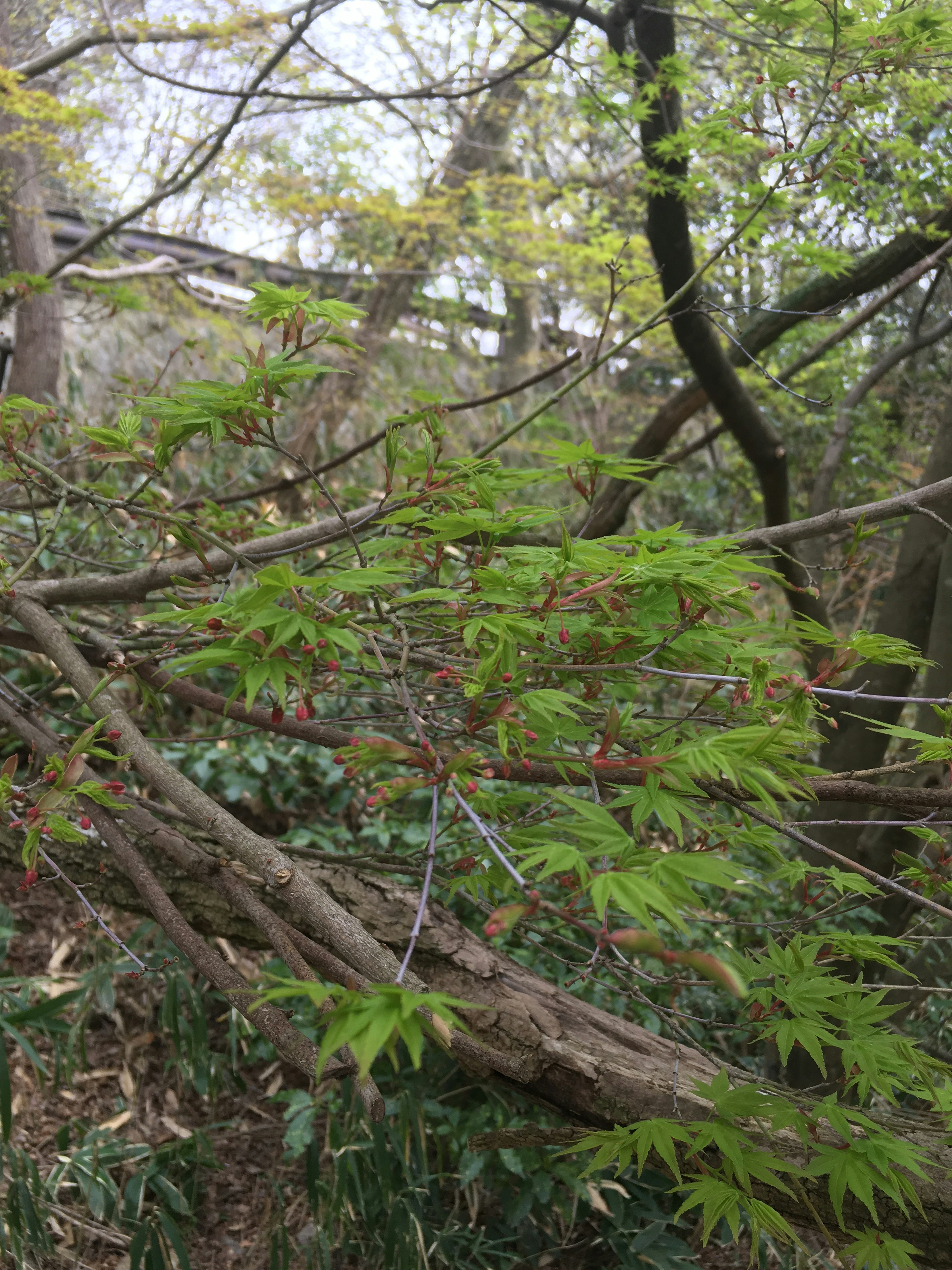 A scenic view featuring green leaves and branches of a tree