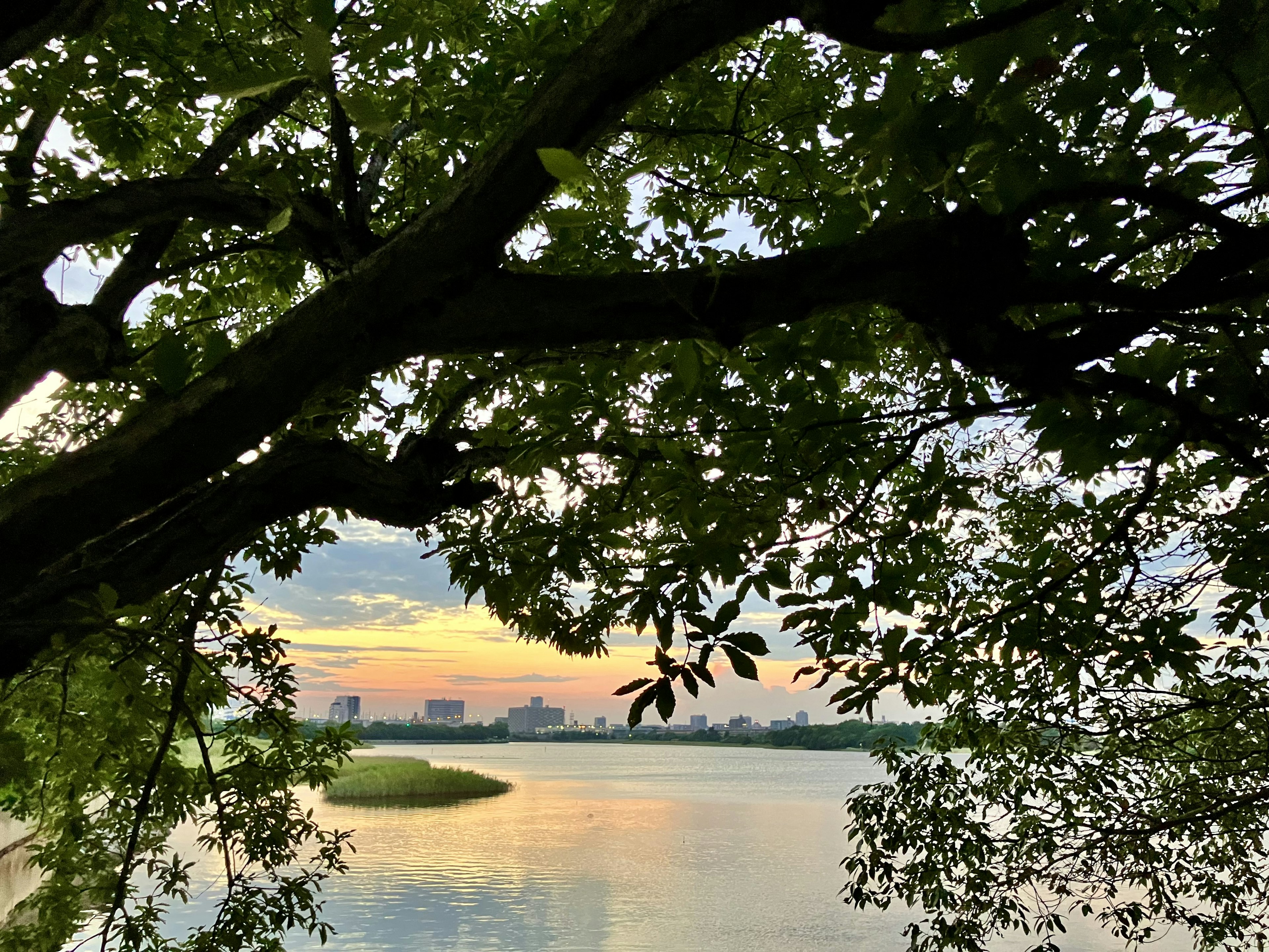 川の景色と木の葉のシルエットが美しい夕焼け