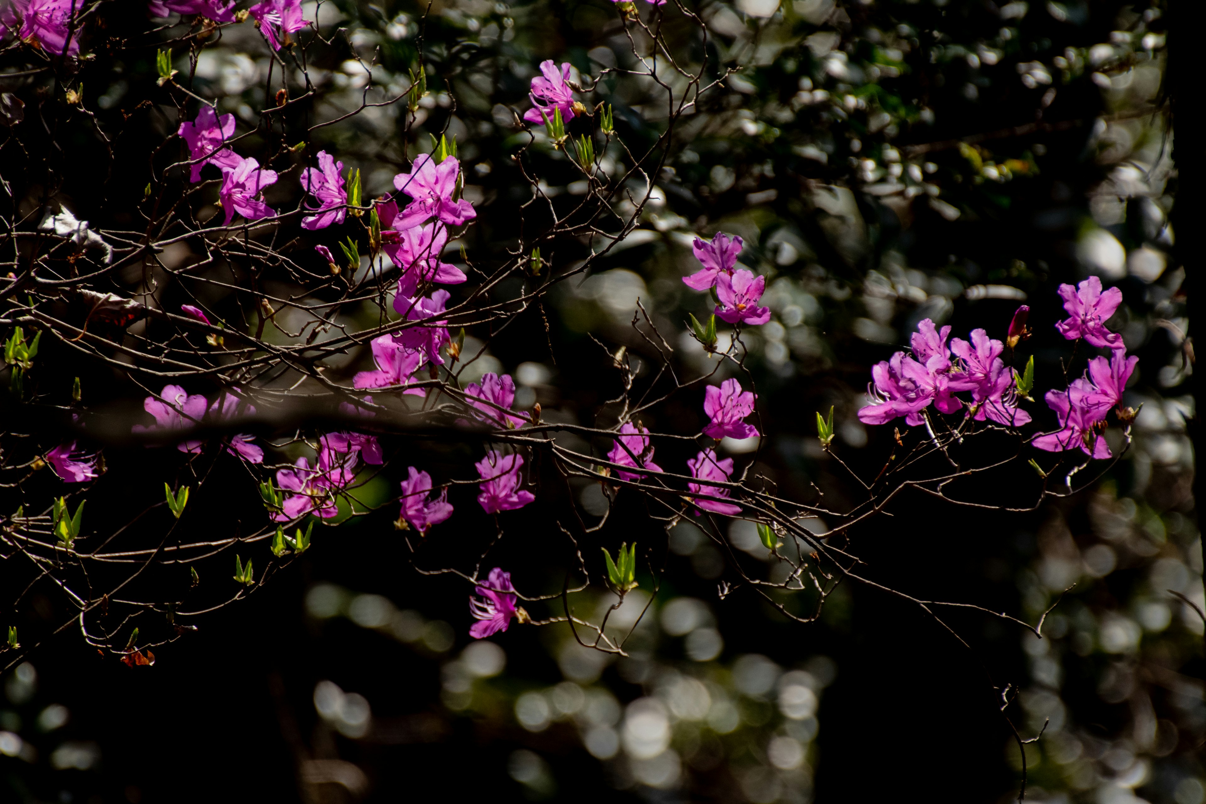 Rama con flores moradas vibrantes y fondo borroso