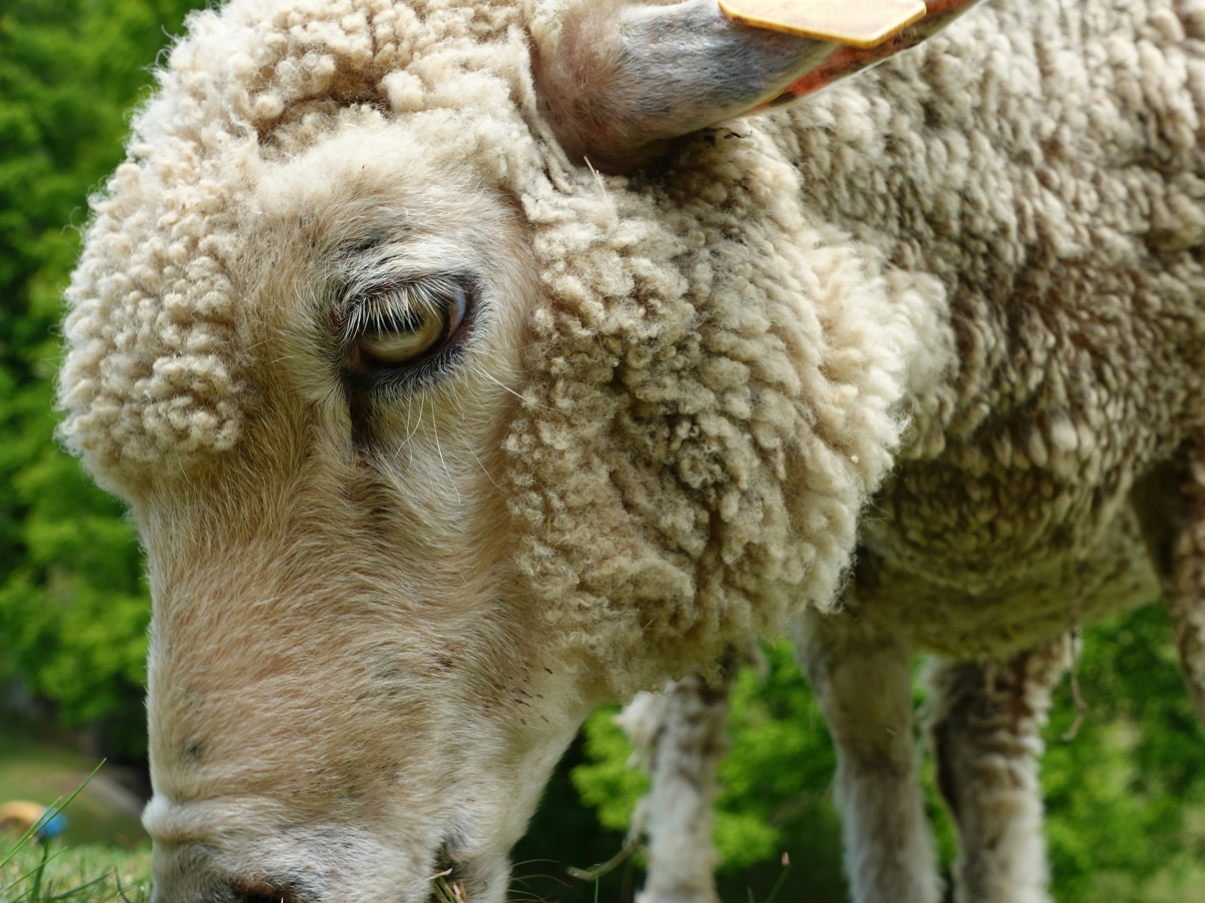 Close-up of a sheep grazing with detailed wool texture and eye