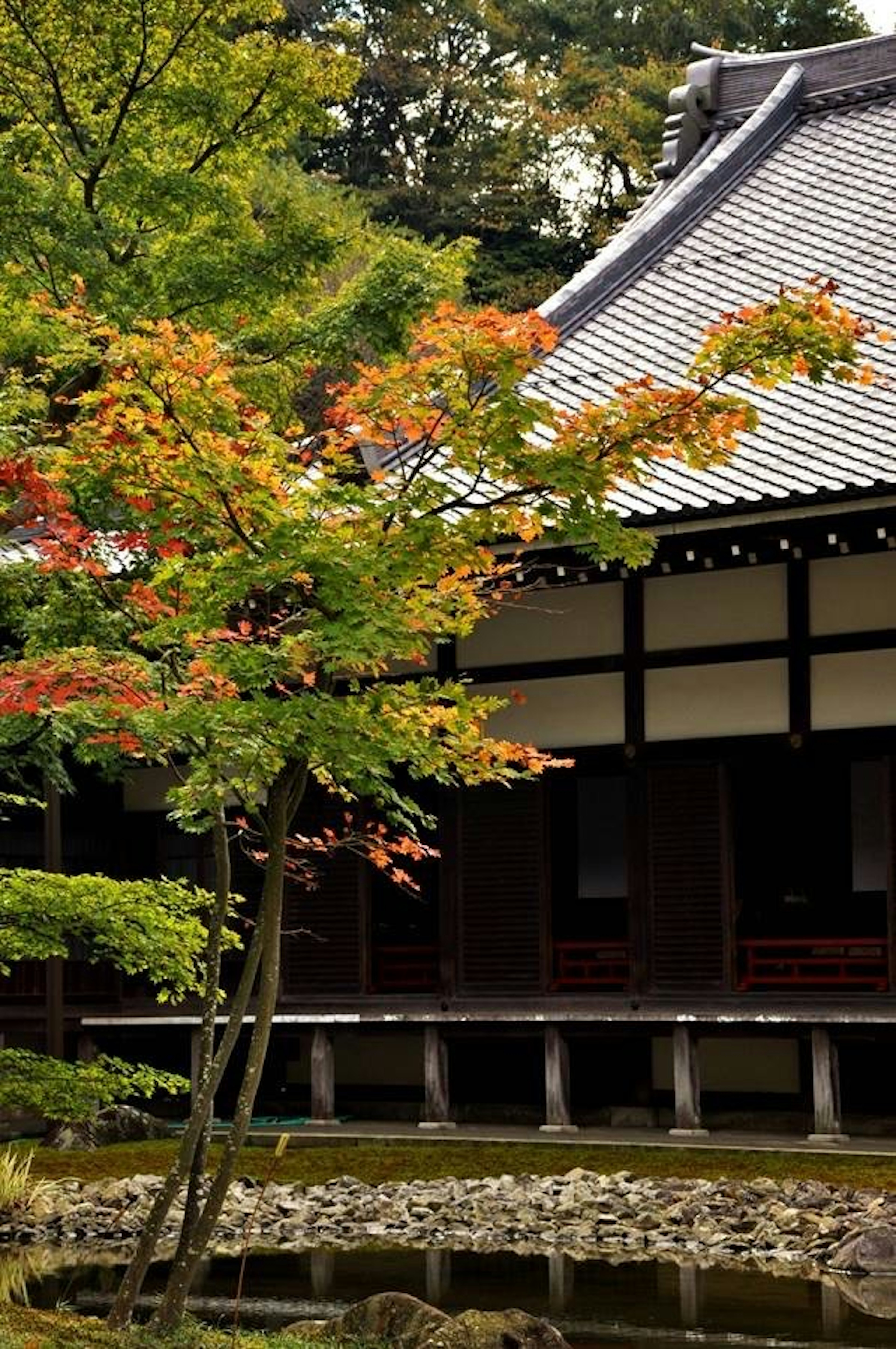 紅葉した木と日本の伝統的な建物が映える風景