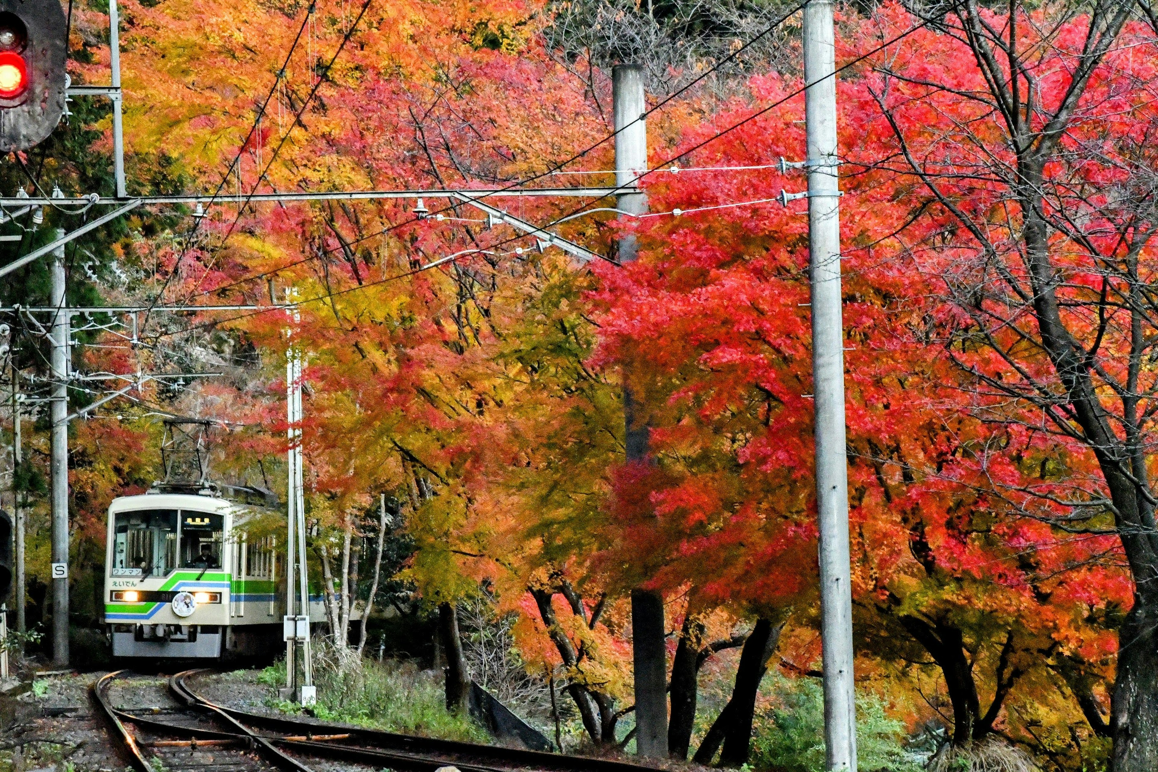 Zug, der durch lebhafte Herbstlaub fährt