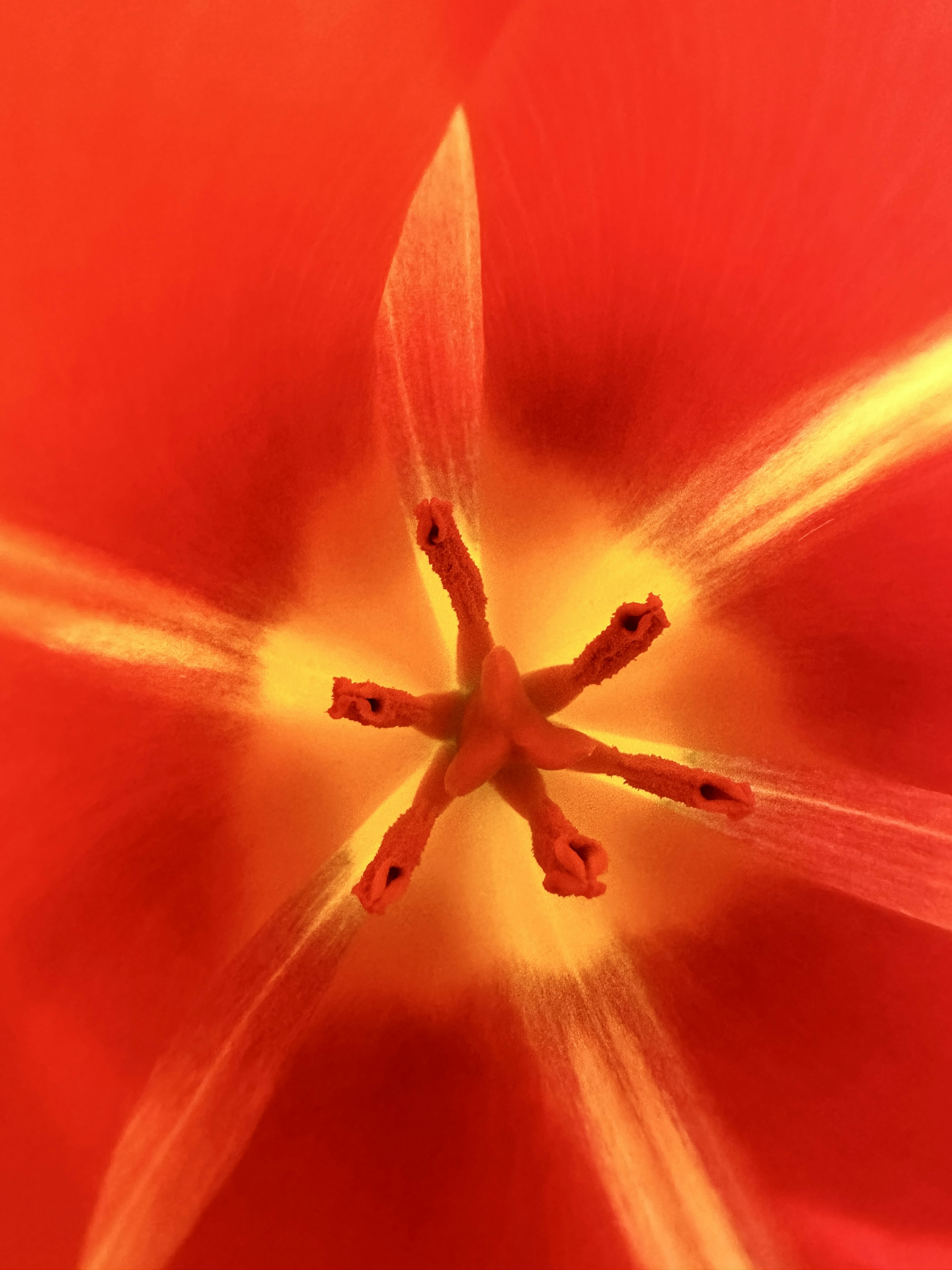 Nahaufnahme des Zentrums einer roten Tulpe