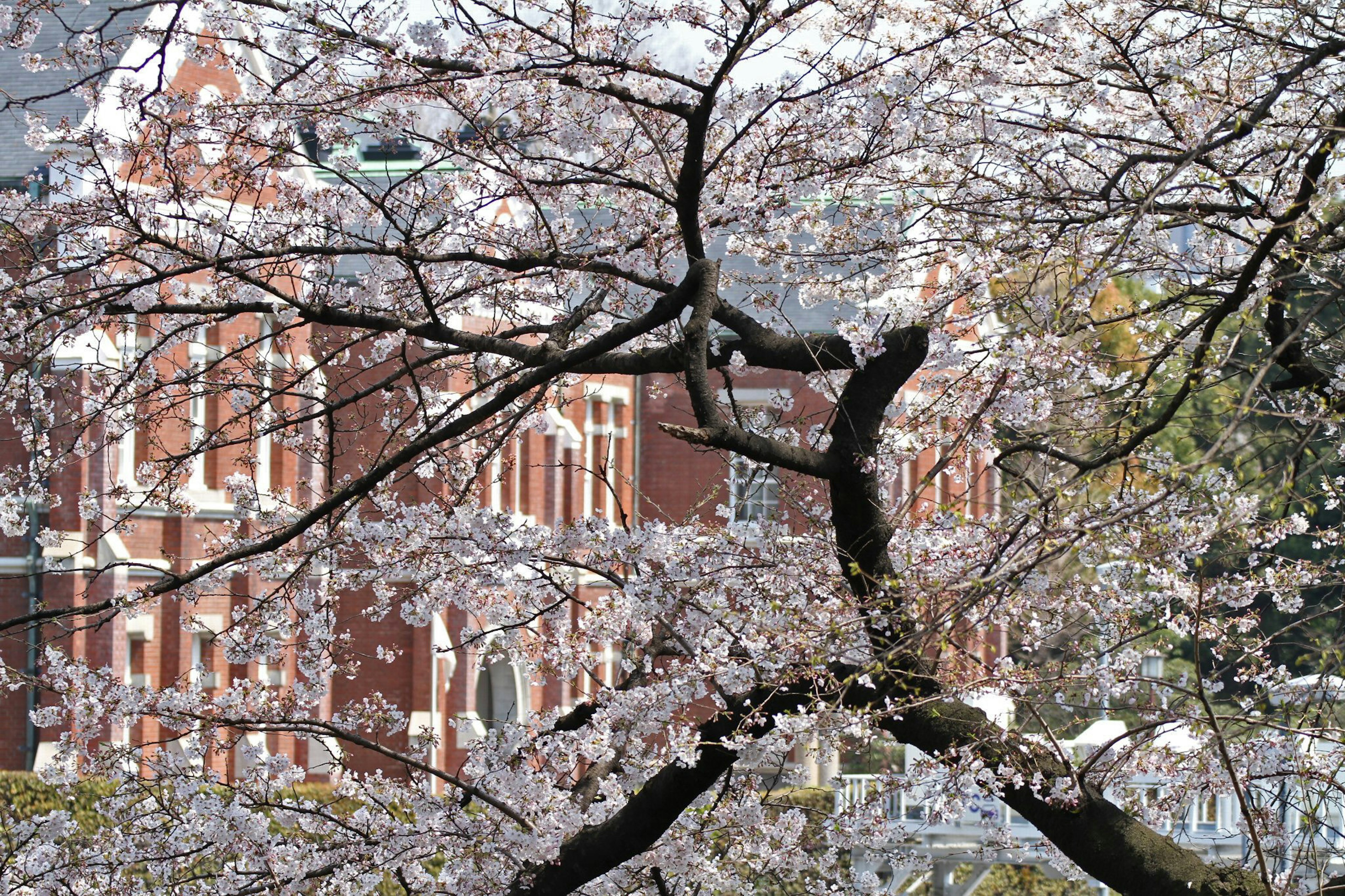 樱花树和红砖建筑的景色