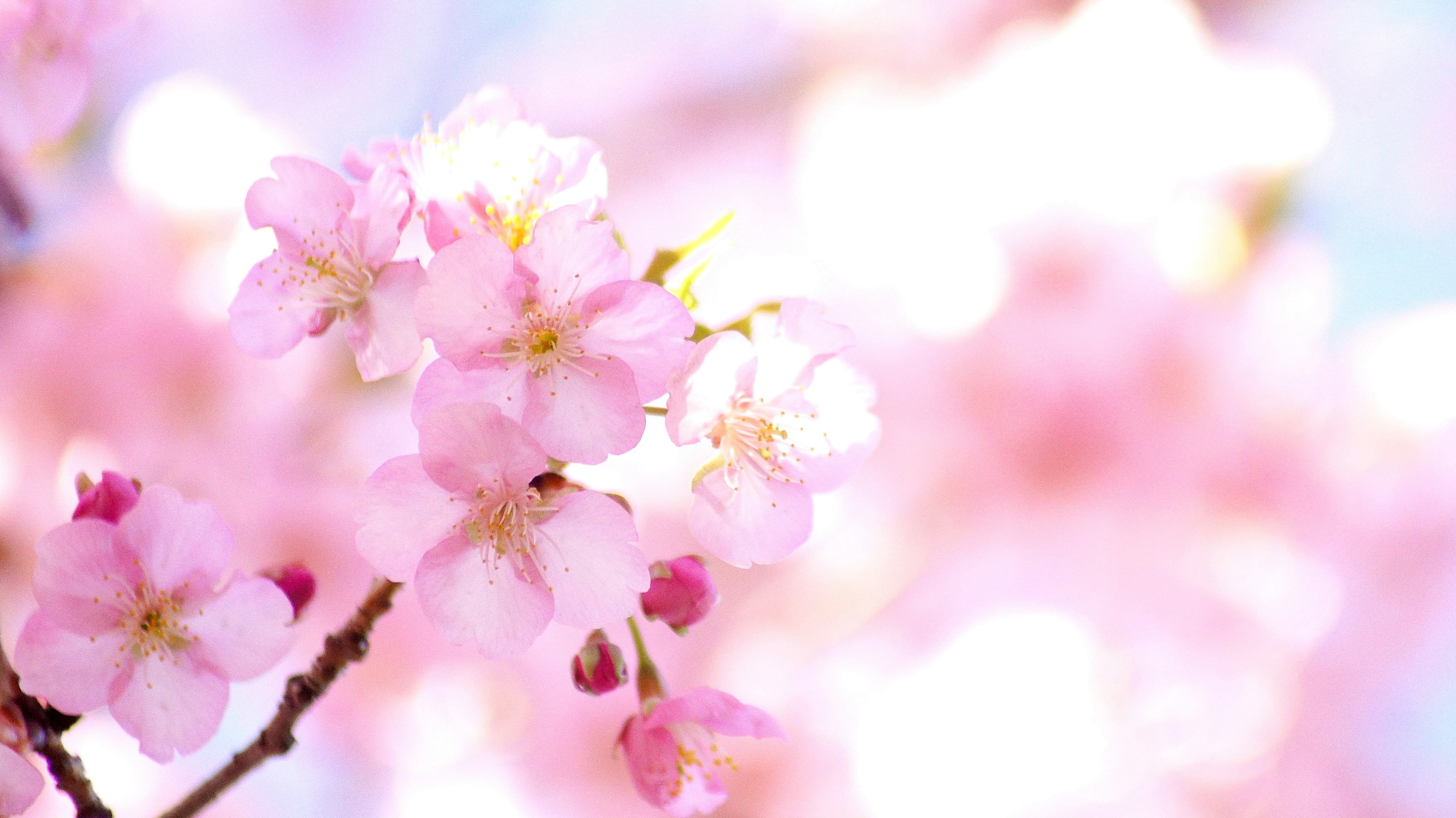 Fiori di ciliegio rosa tenue che sbocciano su rami con uno sfondo sfocato morbido