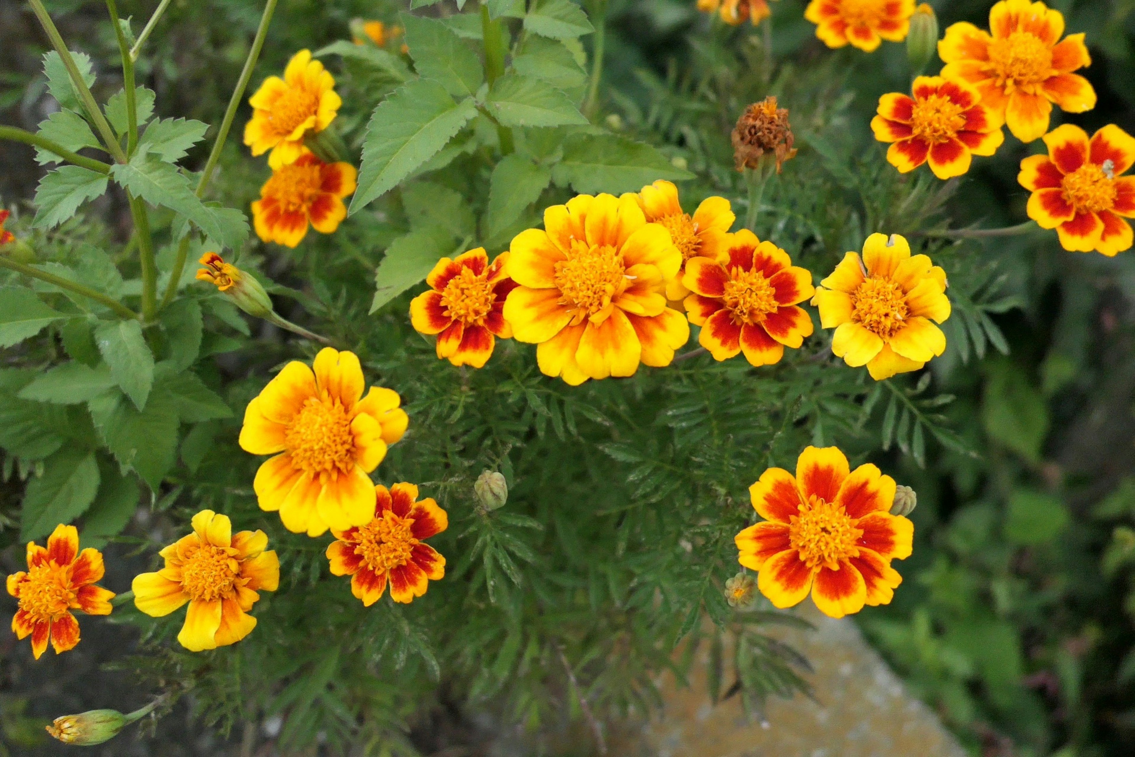 Vibrant yellow and orange marigold flowers blooming