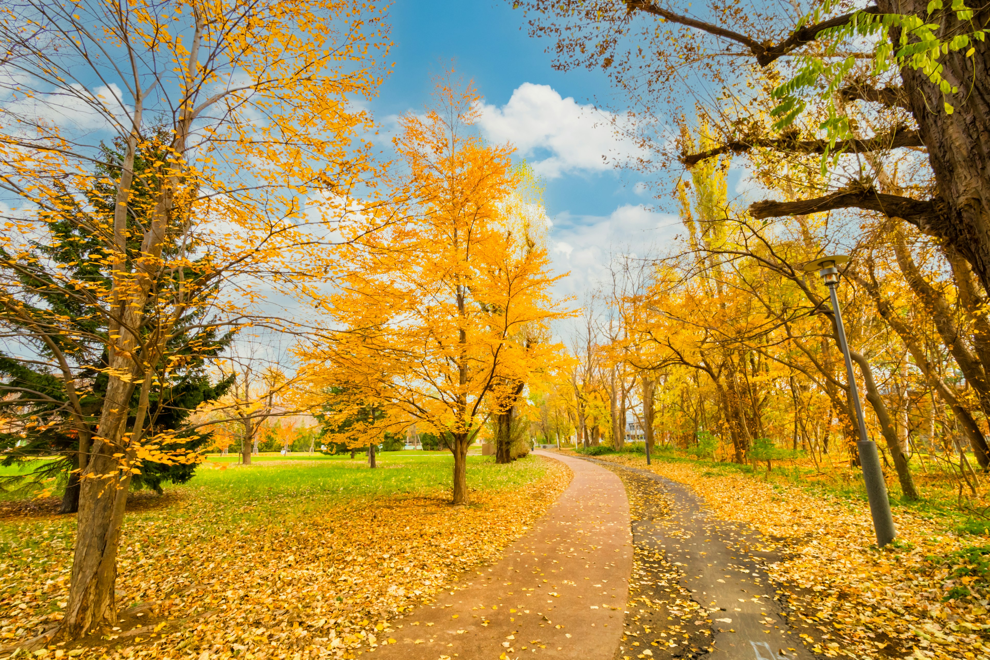 Sentiero autunnale in un parco con alberi gialli vivaci