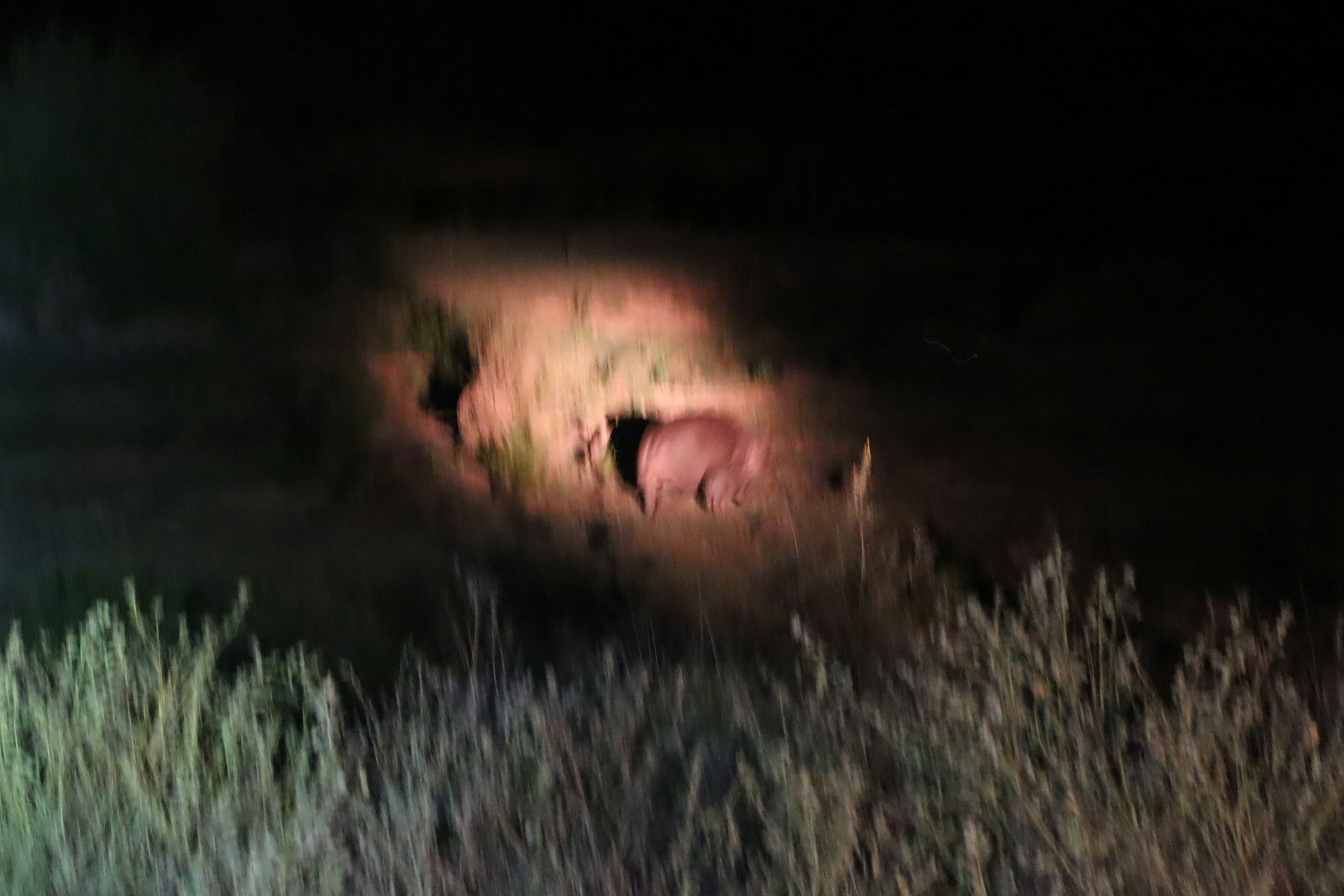 Silhouettes de deux animaux marchant dans un champ herbeux la nuit