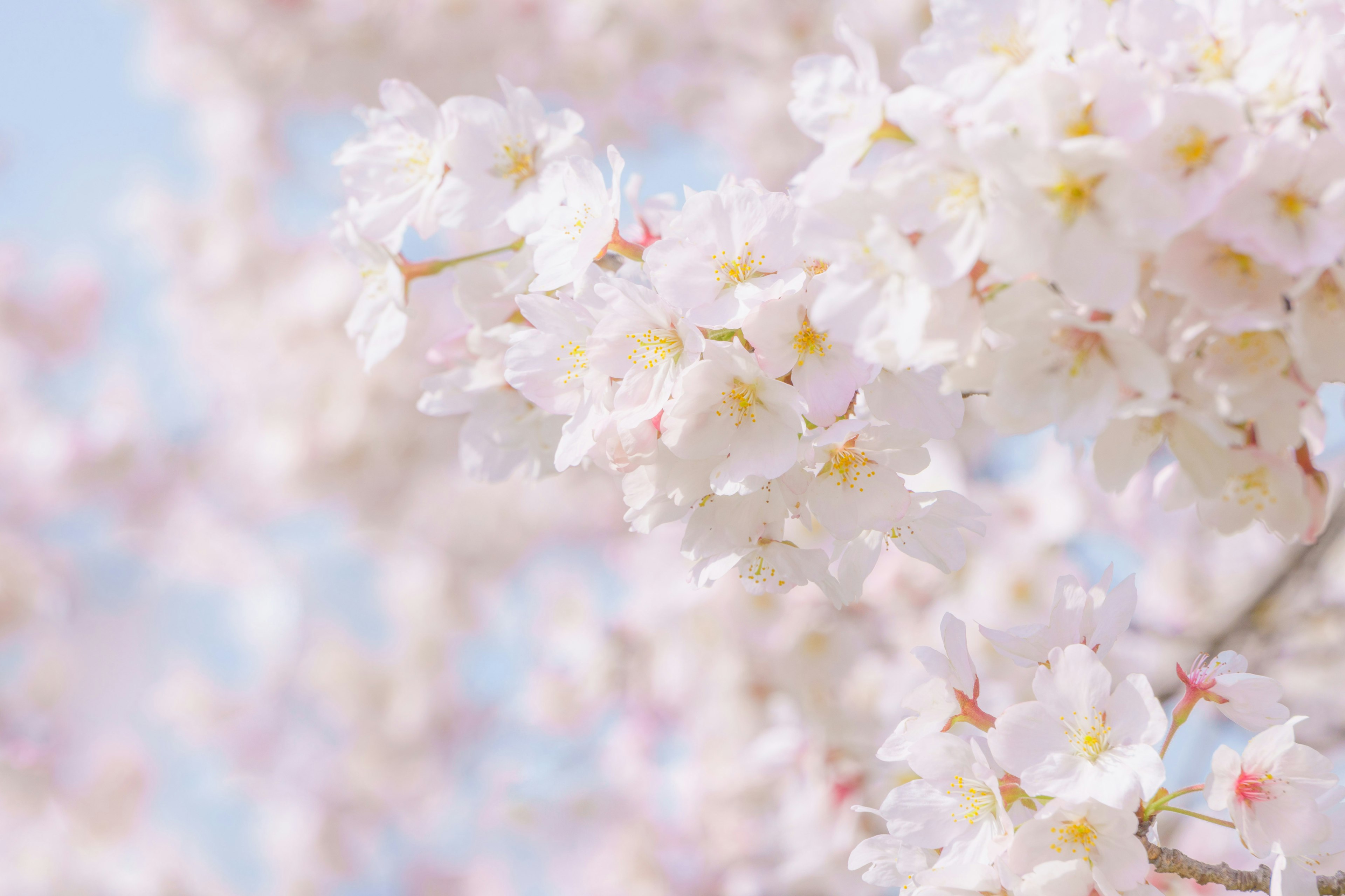 Beautiful cherry blossom flowers in pale pink against a blue sky