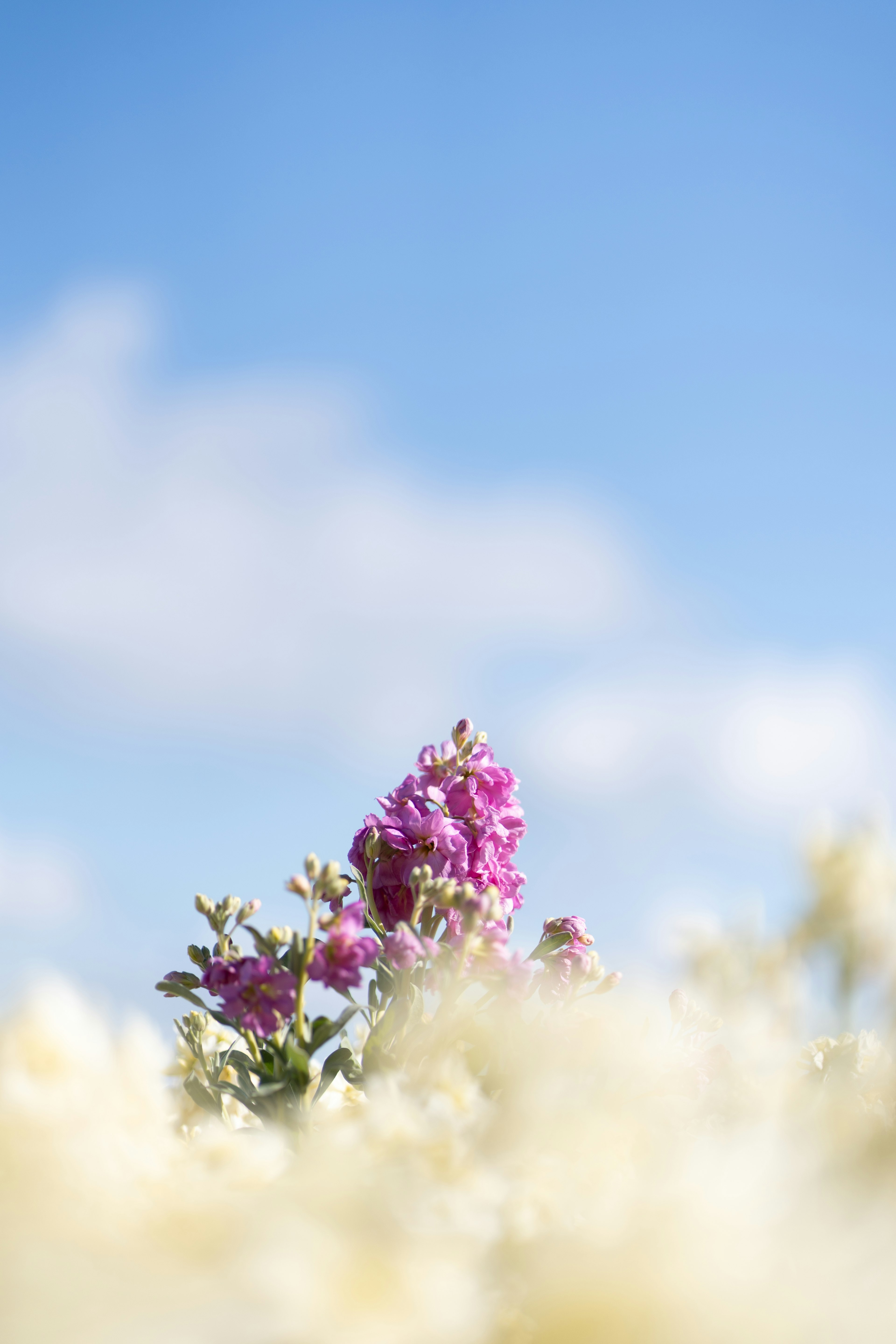 Lila Blume blüht unter einem blauen Himmel mit weißen Blumen im Vordergrund