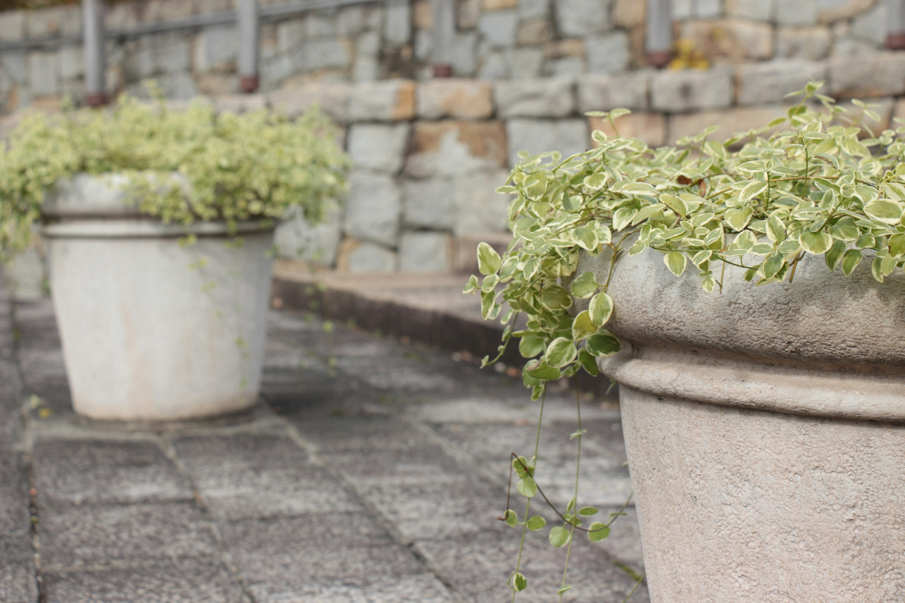 Deux pots en terre cuite avec des plantes vertes devant un mur en pierre