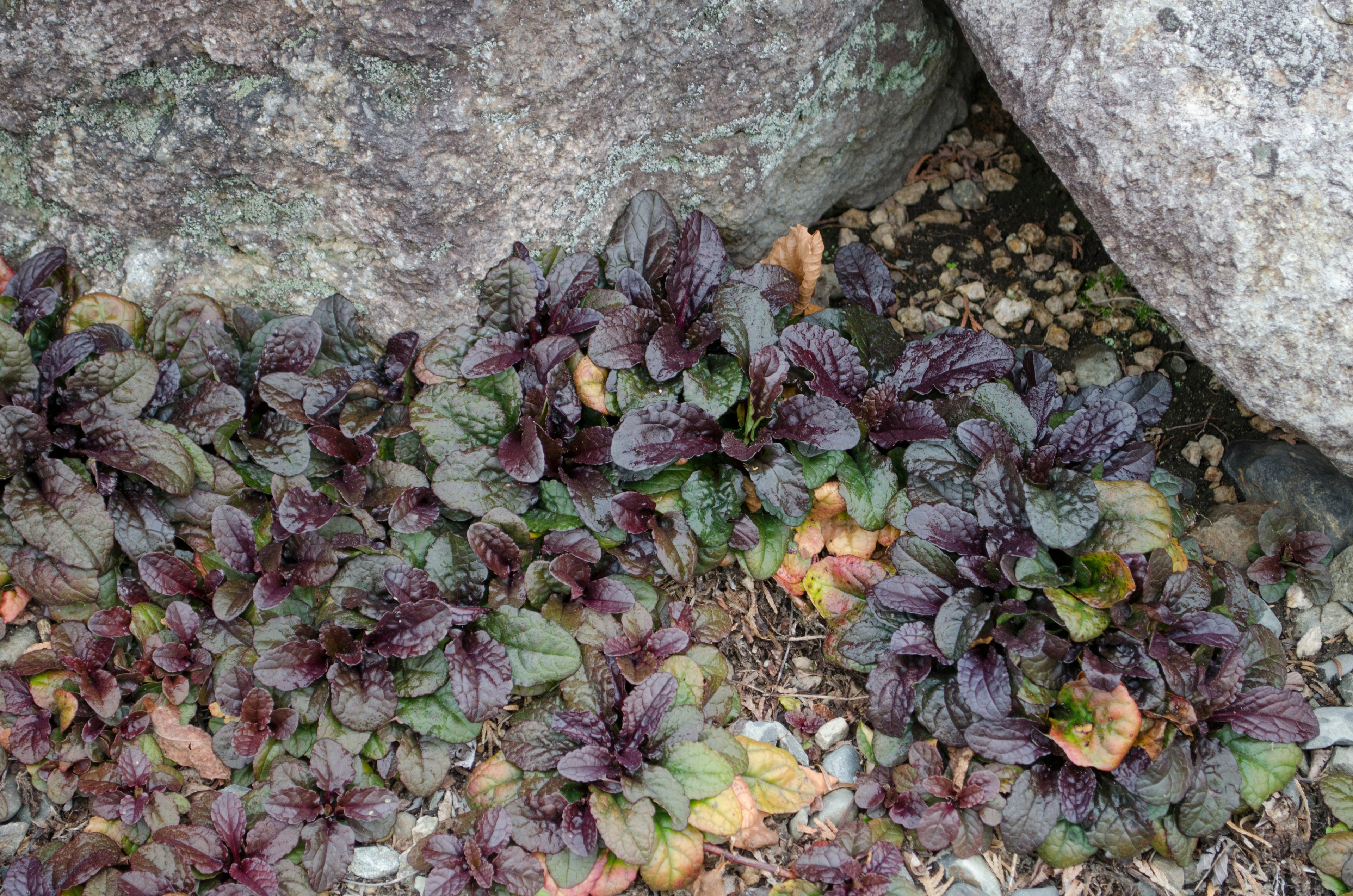 Plantes multicolores poussant entre des rochers