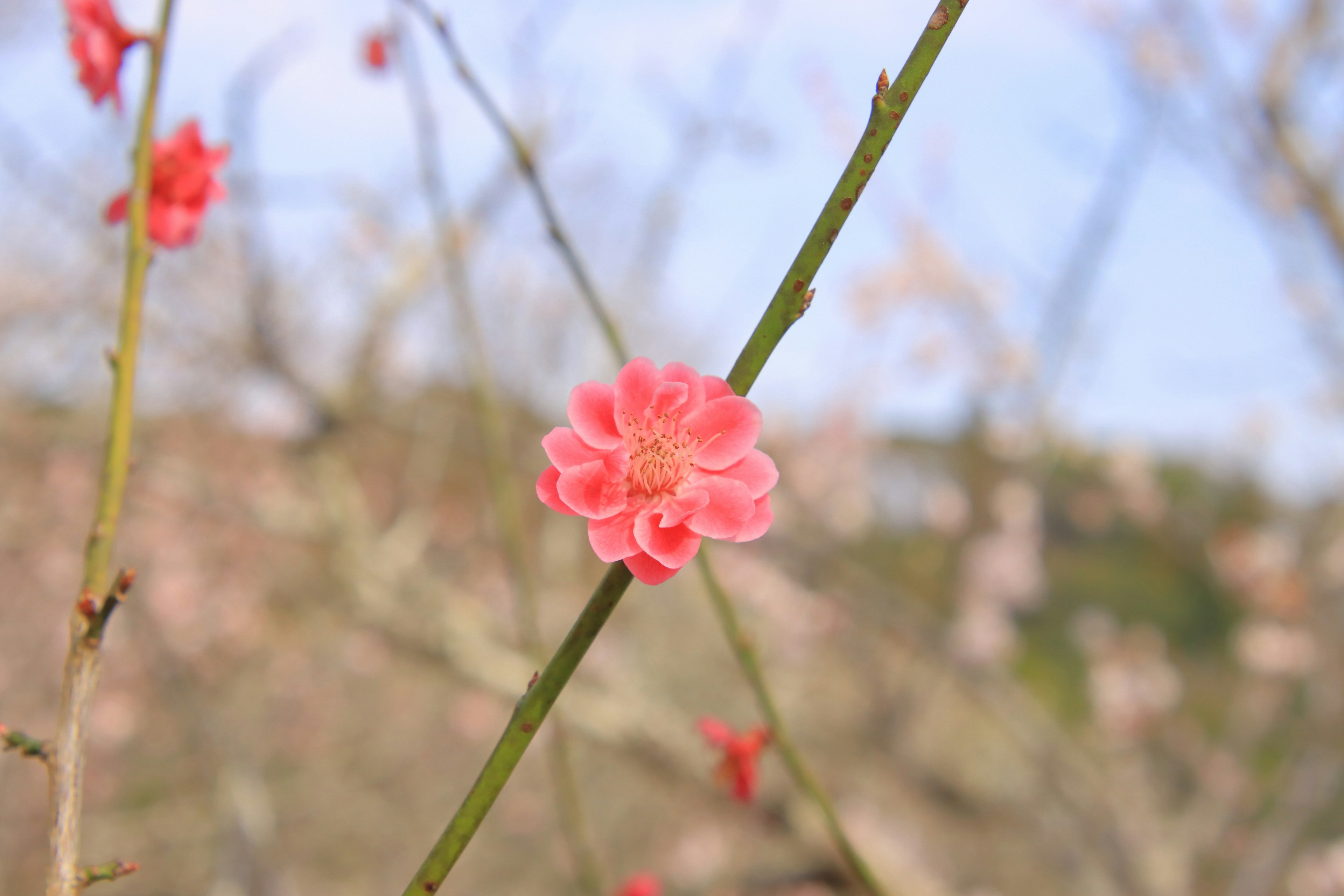 Primo piano di un fiore rosa che sboccia su un ramo